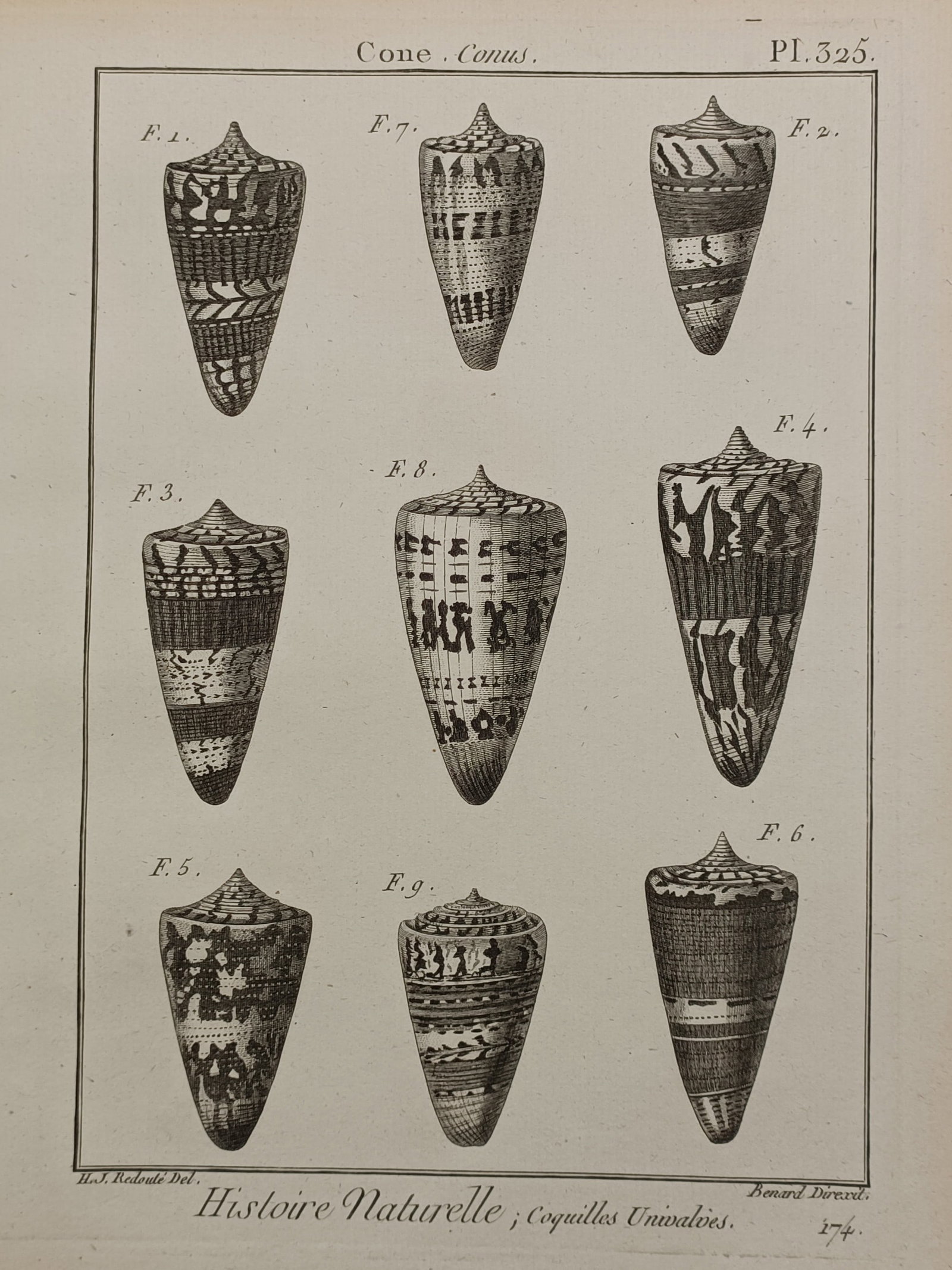 Robert Bénard – Natural History; Univalve Shells – Engraving (1719) (1 of 2)