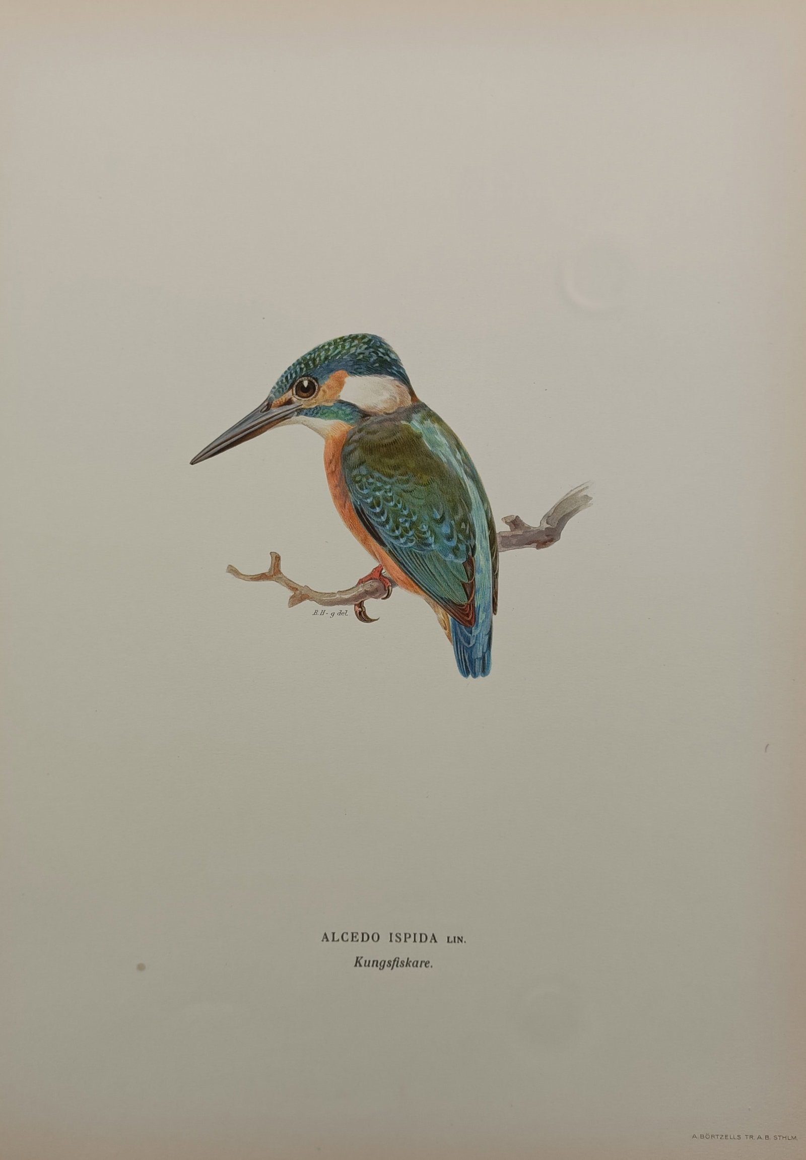 Wilhelm von Wright (1810–1887) – The Common Kingfisher – Chromolithograph (1929): "Alcedo Ispida" is a multi-coloured chromolithograph depicting a common kingfisher perched on a small, bare wooden branch against a plain cream background. The bird is shown in profile, showcasing its