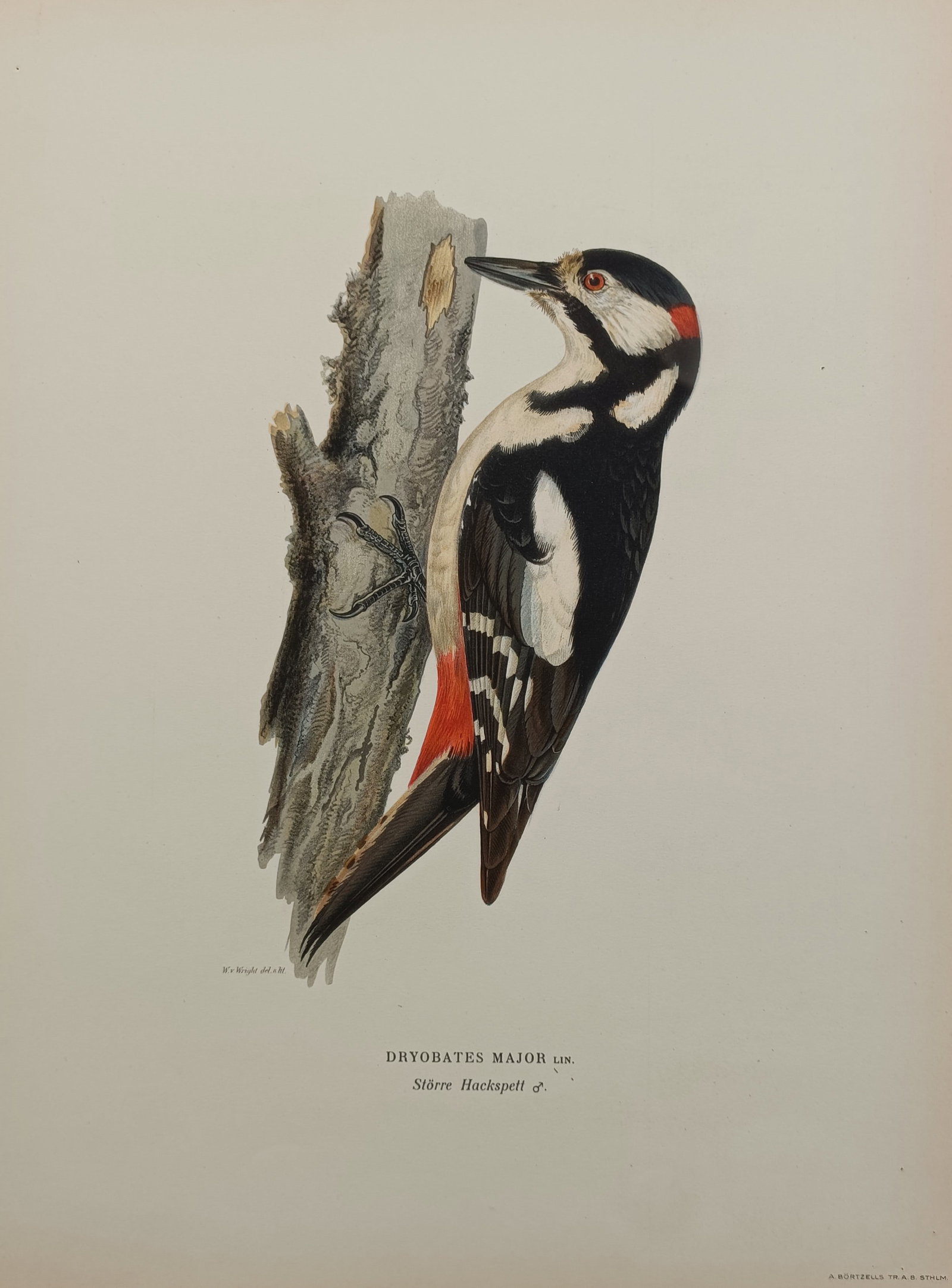 Ferdinand von Wright (1822–1906) – The Great Spotted Woodpecker – Chromolithograph (1929) (1 of 2)