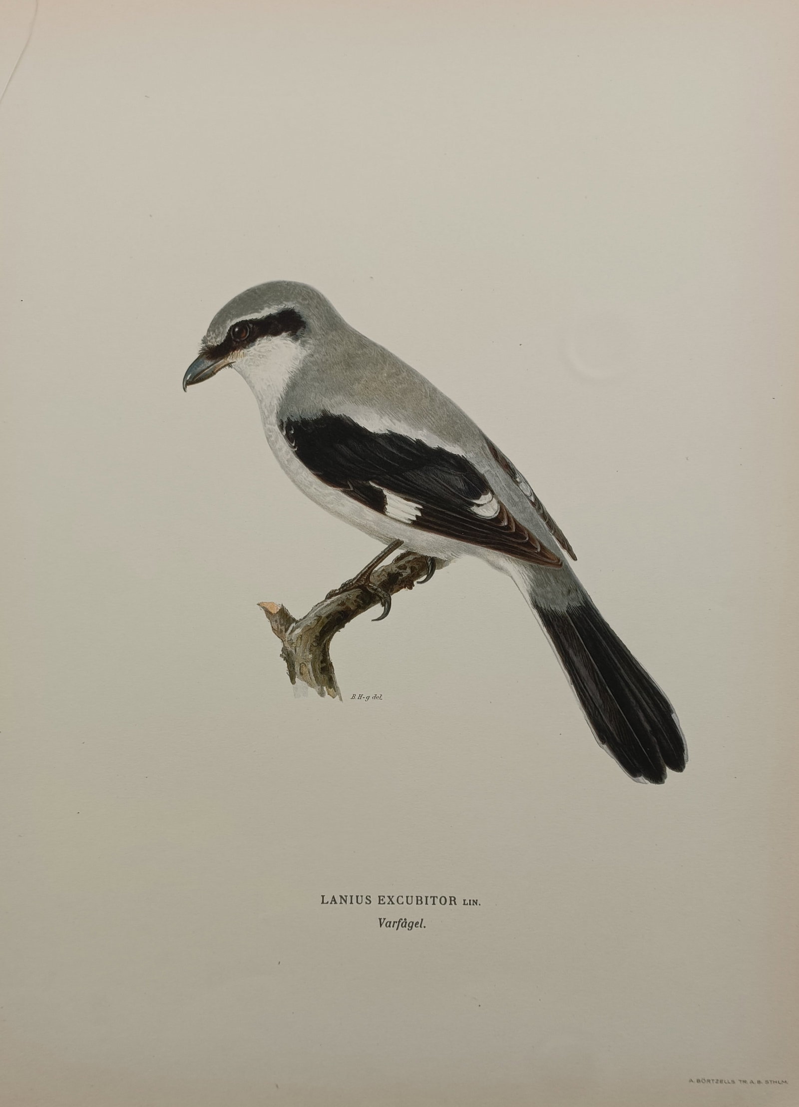 Wilhelm von Wright (1810–1887) – The Great Grey Shrike – Chromolithograph (1929): "Lanius Excubitor" is a multi-coloured chromolithograph depicting a great grey shrike perched upon a small, gnarled mossy branch against a plain cream background. The songbird is rendered in profile, 