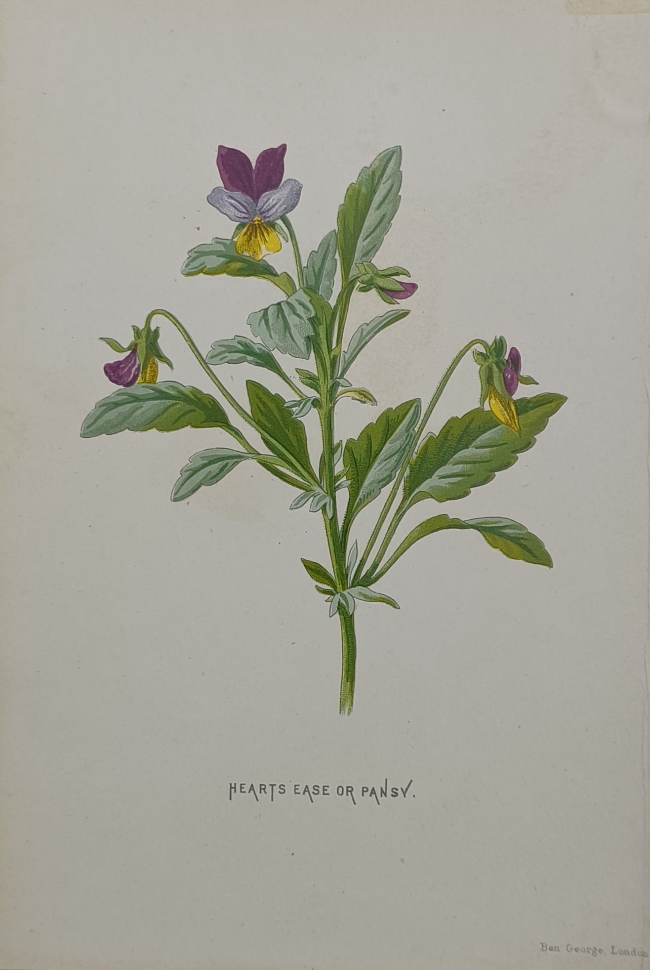 Frederick Edward Hulme (1841–1909) – Wild Pansy – Chromolithograph (1880): "Hearts Ease or Pansy" is a multi-coloured chromolithograph displaying a botanical illustration of a wild pansy plant against a plain off-white background. The composition shows the central green stal