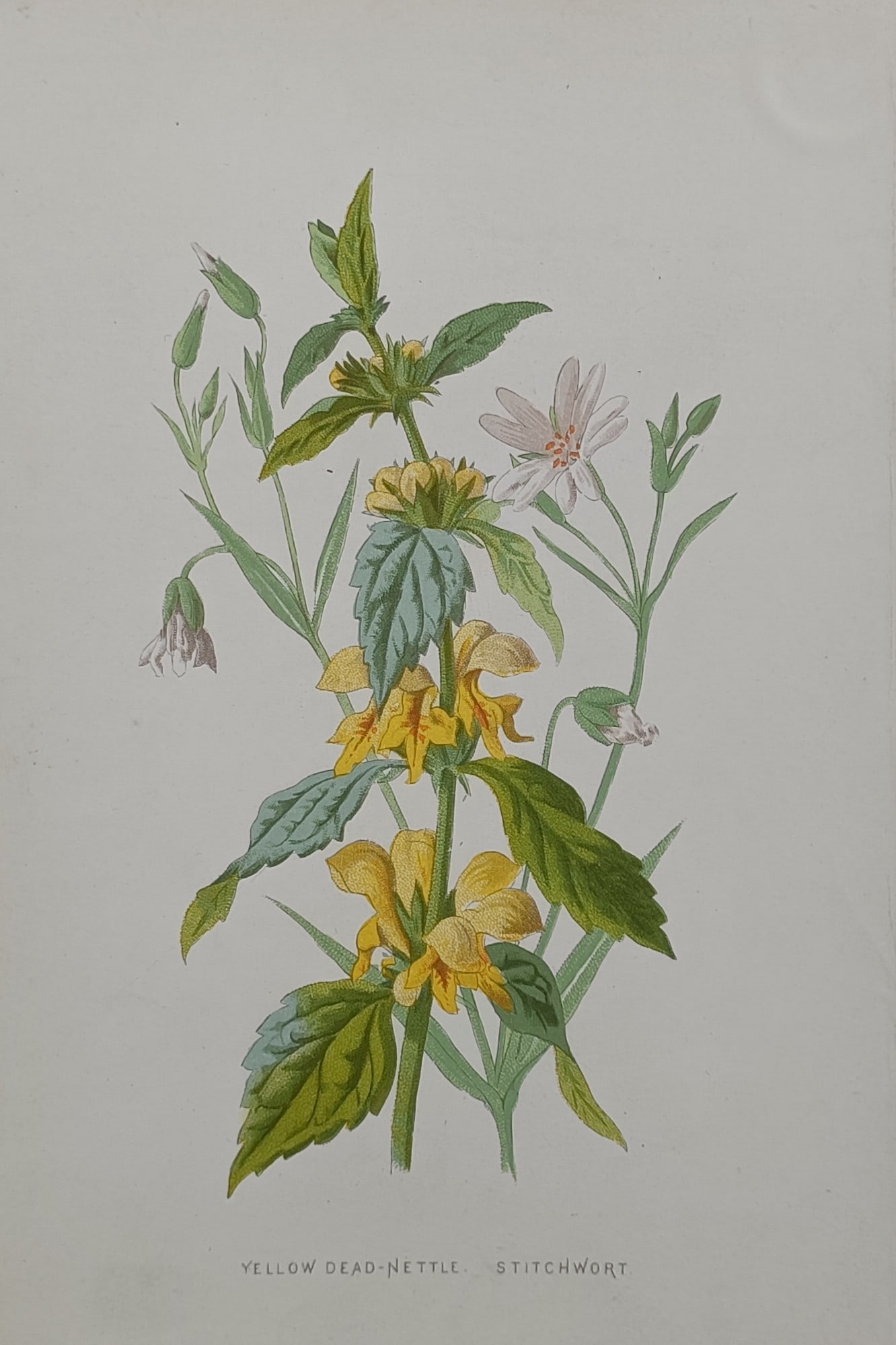 Frederick Edward Hulme (1841–1909) – Yellow Dead-Nettle and Stitchwort – Chromolithograph (1 of 2)