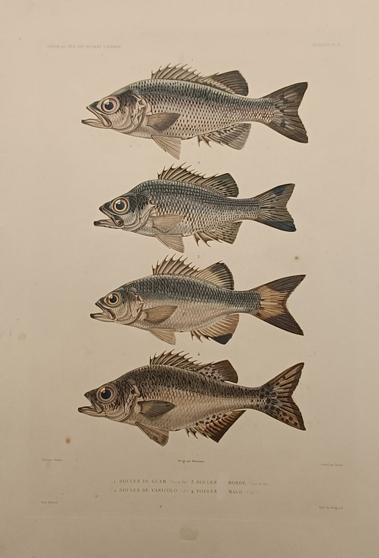 Jules Dumont d'Urville – Scientific Study of Flagtail Fish Species – Hand-coloured lithograph (1 of 2)