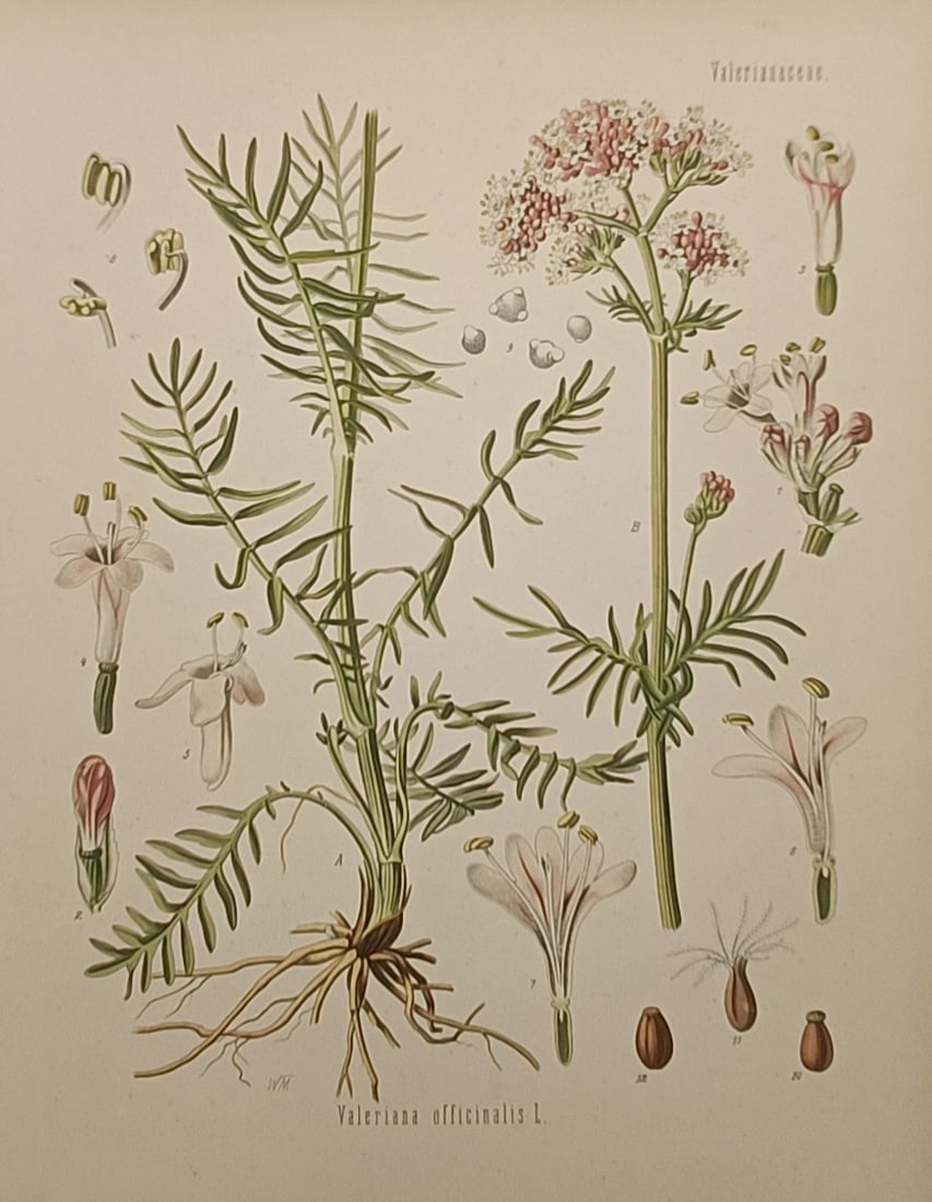 Hermann Adolph Köhler (1834–1879) – Botanical Study of Valerian – Chromolithograph (1887): "Valeriana officinalis L." is a multi-coloured chromolithograph presenting a comprehensive botanical and medicinal study of the valerian plant against a plain background. The illustration displays the