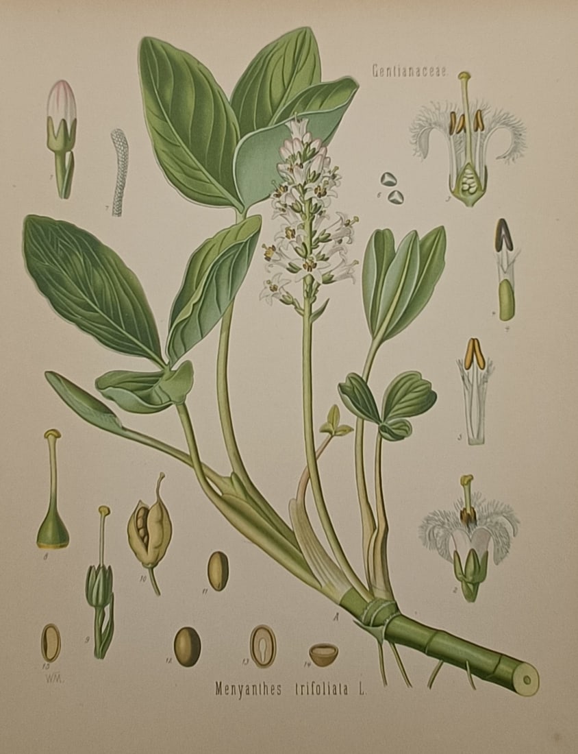Hermann Adolph Köhler (1834–1879) – Botanical Study of Bogbean – Chromolithograph (1887): "Menyanthes trifoliata L." is a multi-coloured chromolithograph presenting a comprehensive botanical and medicinal study of the bogbean or buckbean plant against a plain background. The illustration d