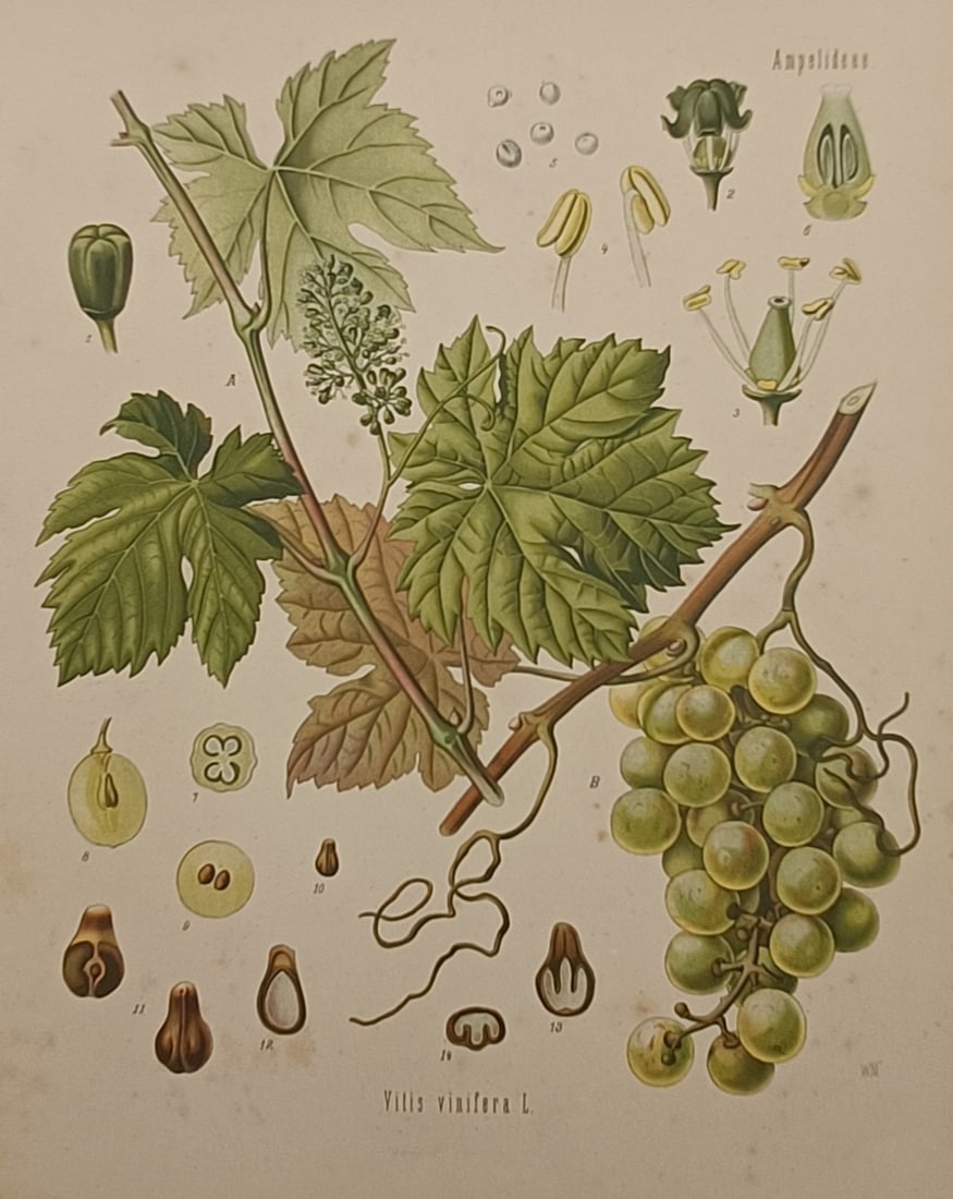 Hermann Adolph Köhler (1834–1879) – Botanical Study of the Grapevine – Chromolithograph: "Vitis vinifera L." is a multi-coloured chromolithograph presenting a detailed botanical and scientific study of the common grapevine against a plain background. The illustration displays a woody vine