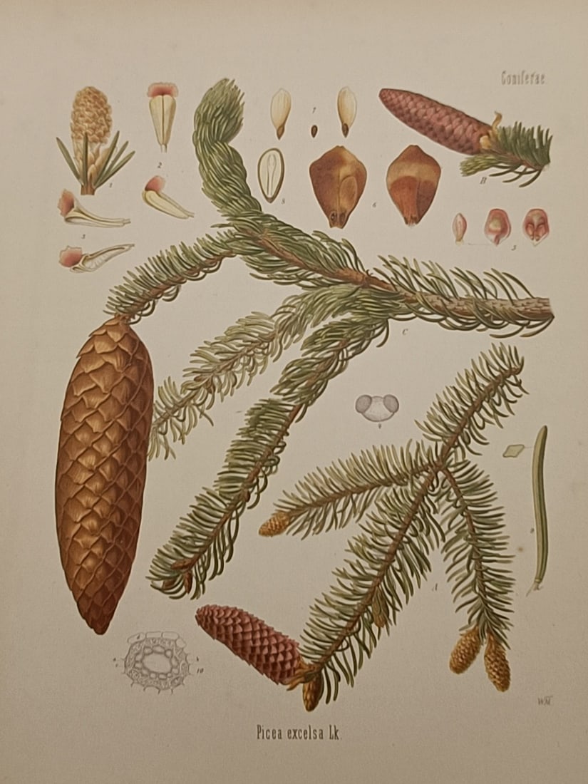Hermann Adolph Köhler (1834–1879) – Botanical Study of the Norway Spruce – Chromolithograph (1 of 2)