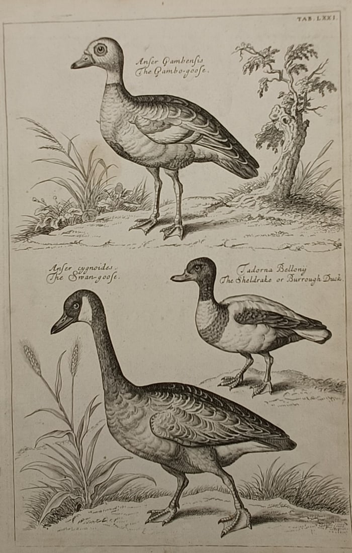 Francis Willughby – Studies of the Gambo-goose, Swan-goose, and Sheldrake – Engraving (1678): "The Gambo-goose, The Swan-goose, The Sheldrake or Burrough Duck" is a black and white copper engraving that illustrates three species of waterfowl within a simple landscape setting containing reeds, 