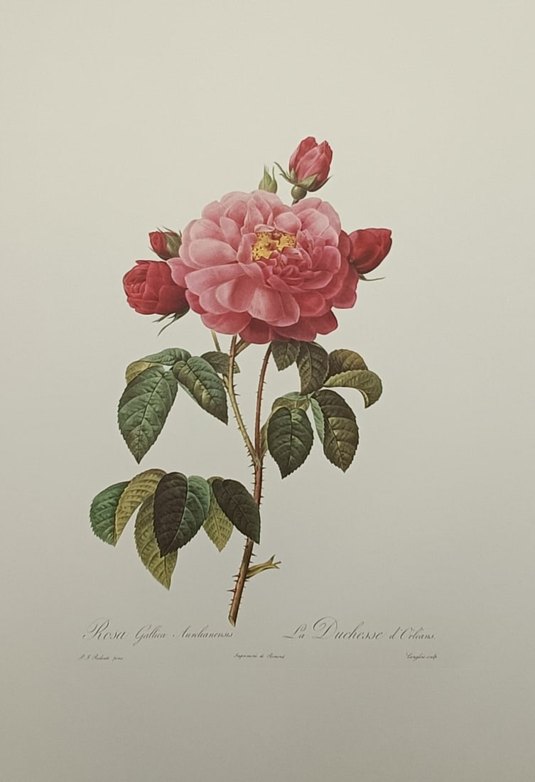 Pierre-Joseph Redouté (1759–1840), after – The Duchess of Orleans Rose – Offset print (1 of 2)