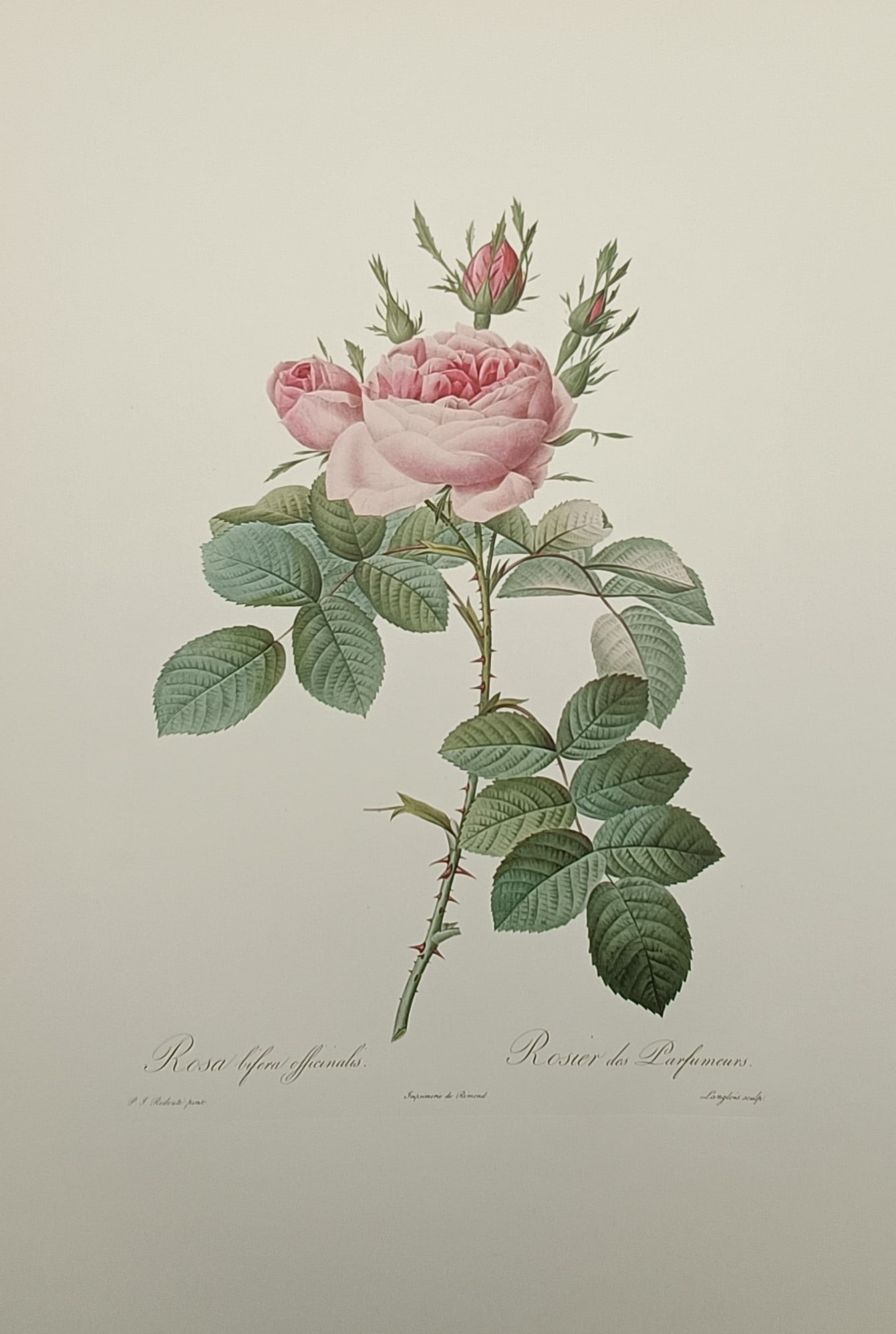 Pierre-Joseph Redouté (1759–1840), after – The Perfumer's Rose – Offset print (20th Century): "Rosa bifera officinalis" (also inscribed as "Rosier des Parfumeurs") is a multi-coloured offset print reproducing a classical botanical illustration of a Damask rose variety against a plain cream bac