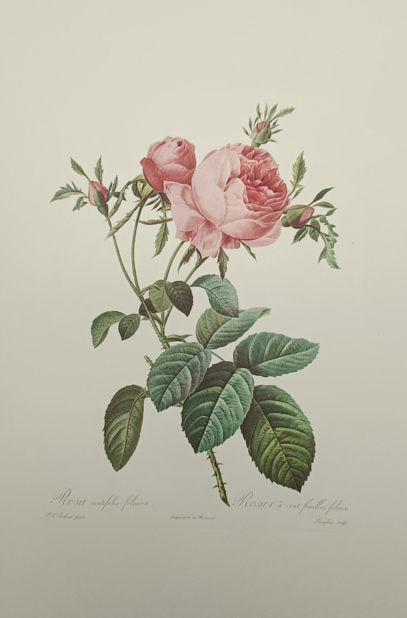 Pierre-Joseph Redouté (1759–1840), after – The Leafy Cabbage Rose – Offset print (20th (1 of 2)