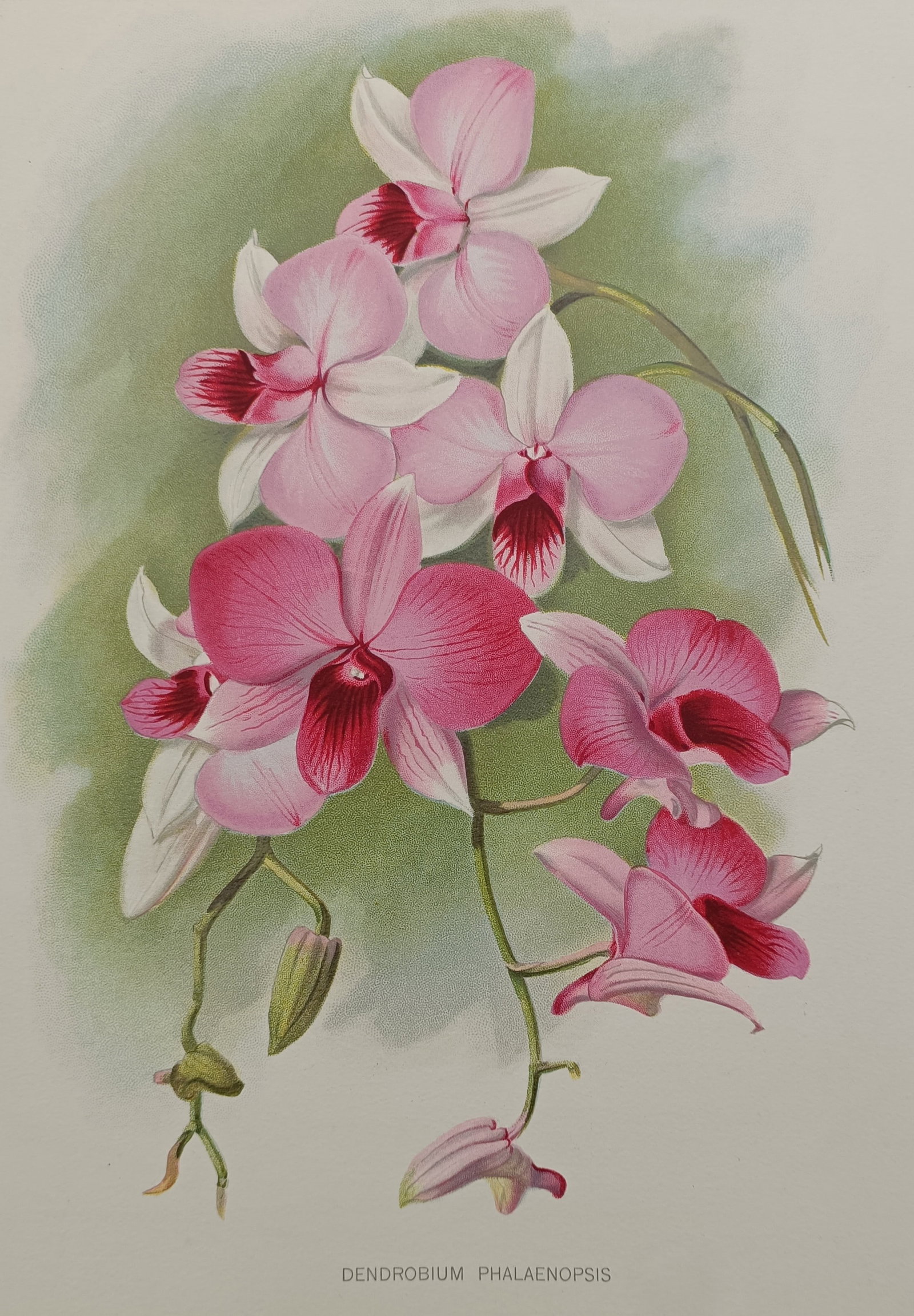 Robert Thompson – Dendrobium Phalaenopsis Orchid – Chromolithograph (1905) (1 of 2)