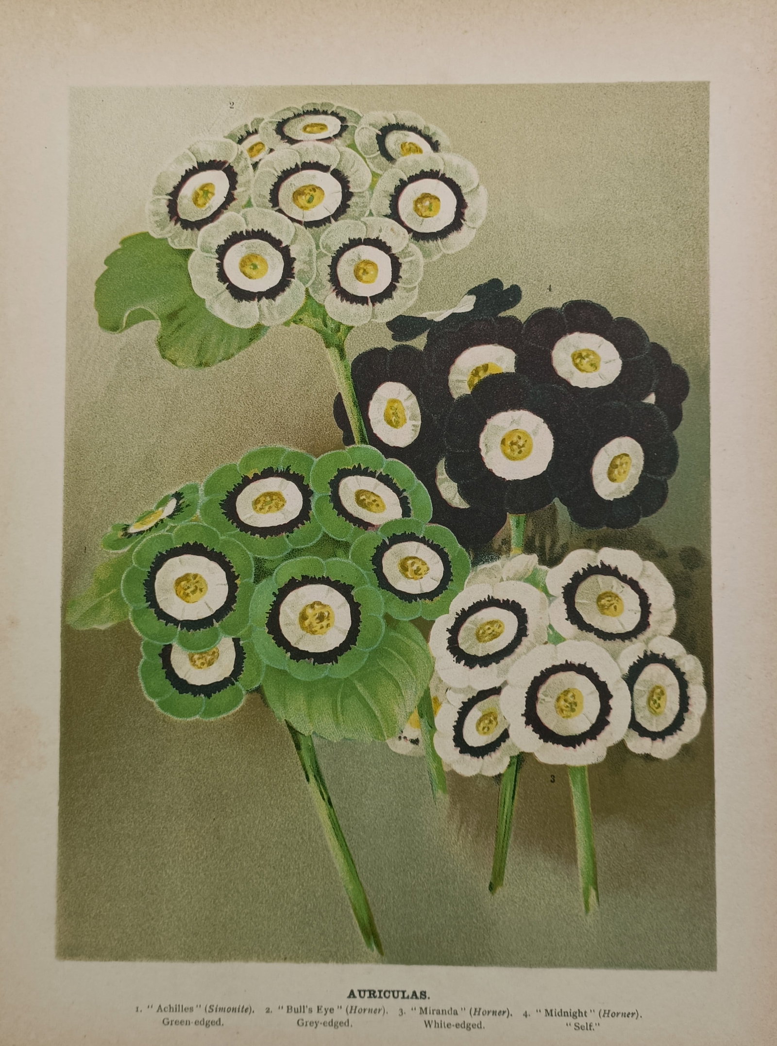 John Wright (1836–1916) – Botanical Study of Auricula Cultivars – Chromolithograph (1897) (1 of 2)