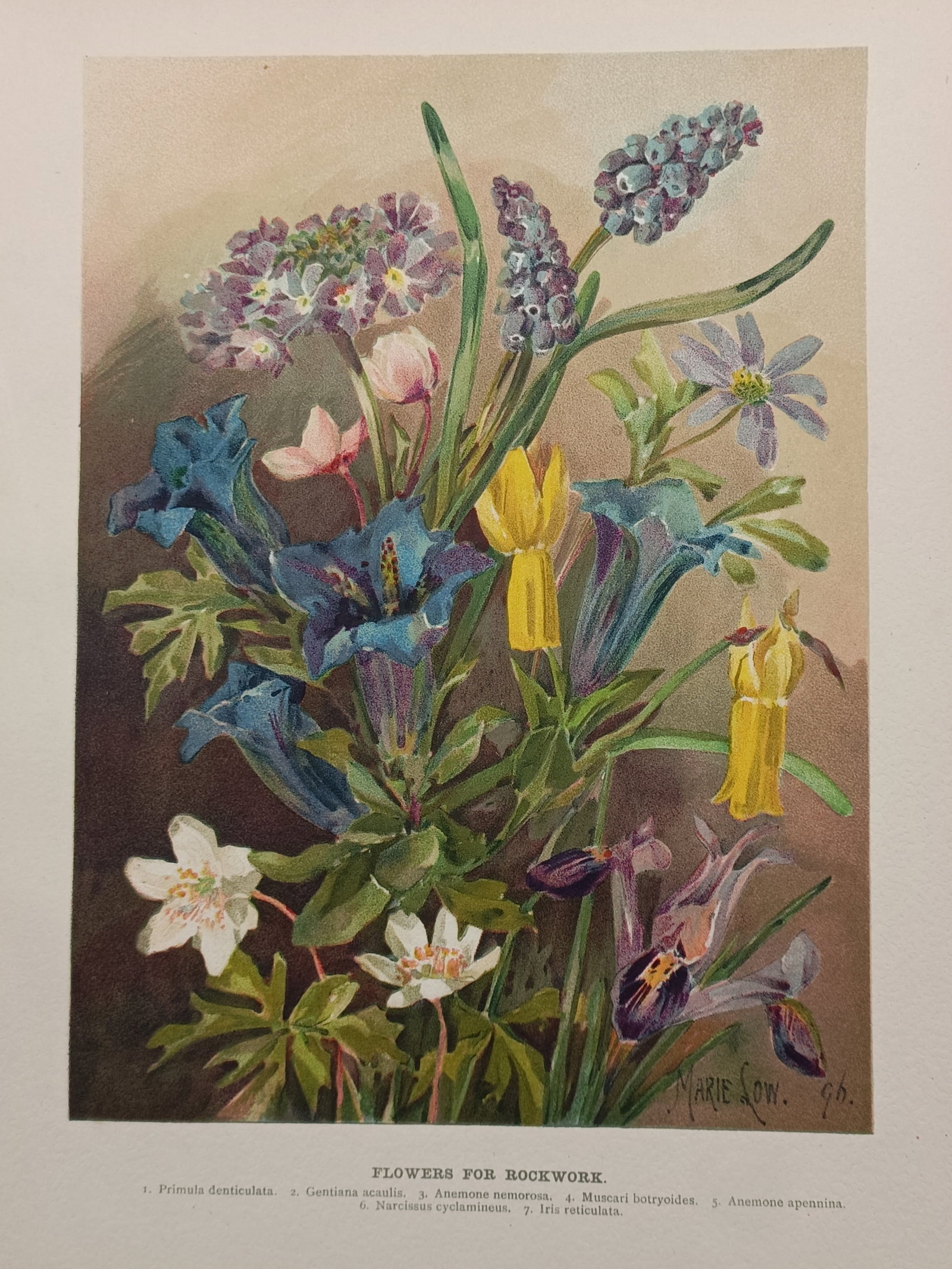 John Wright (1836–1916) – Alpine Rock Garden Flowers – Chromolithograph (1897) (1 of 2)