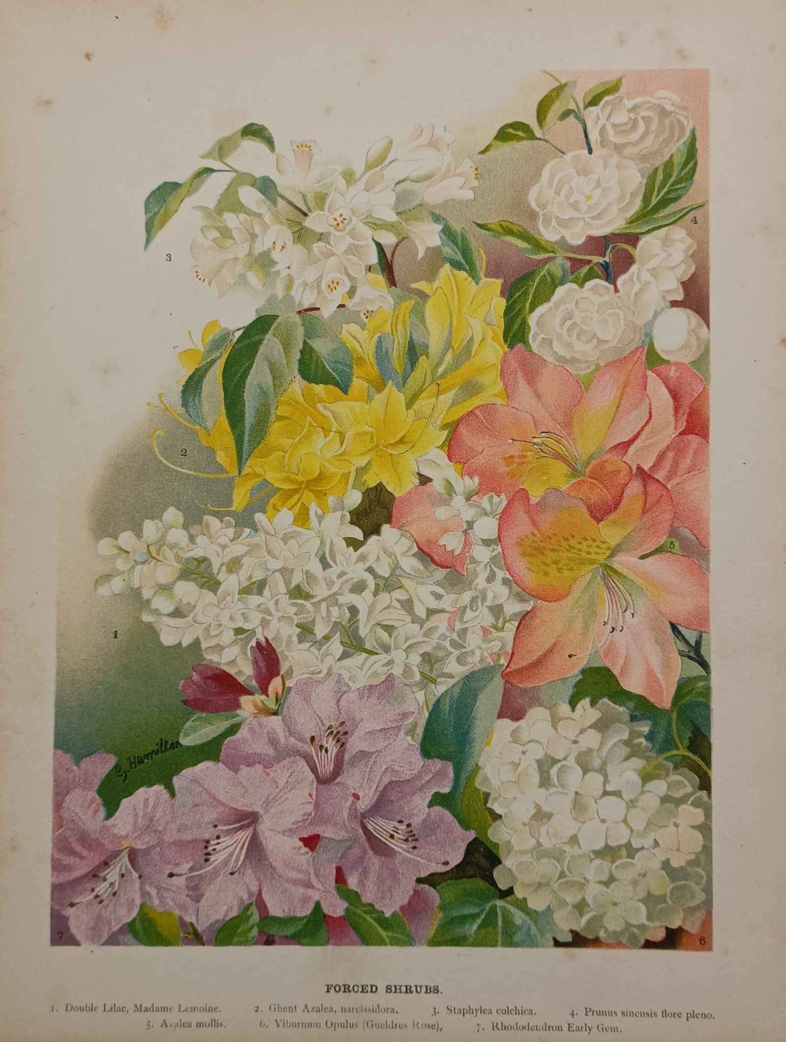 John Wright (1836–1916) – Cultivated Greenhouse Shrubs – Chromolithograph (1897) (1 of 2)