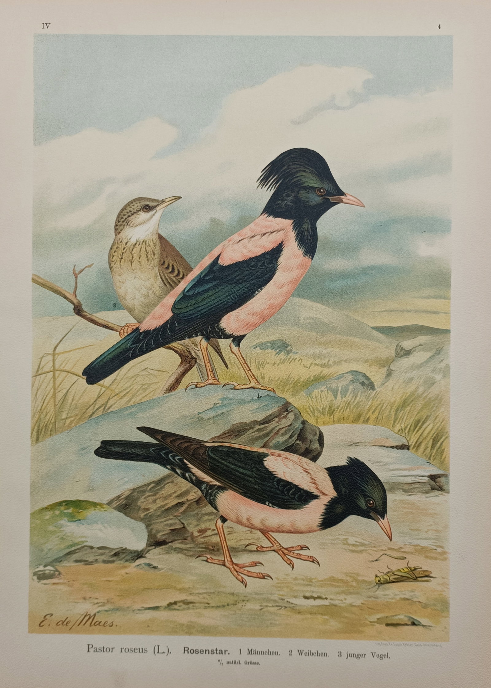 Johann Friedrich Naumann – Ornithological Study of the Rosy Starling – Chromolithograph (1905) (1 of 2)