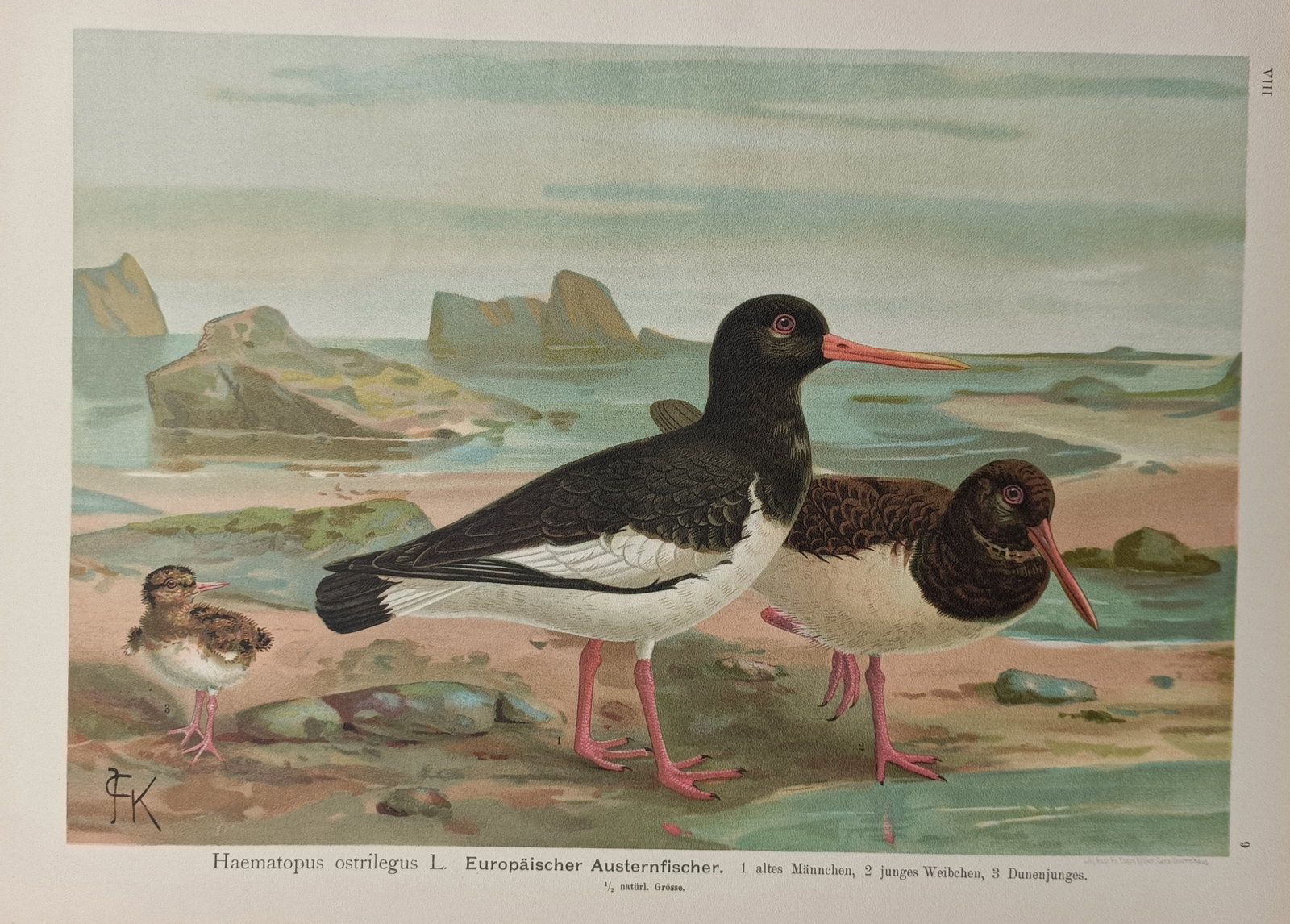 Johann Friedrich Naumann – Ornithological Study of the Eurasian Oystercatcher – Chromolithograph: "Haematopus ostrilegus" is a multi-coloured chromolithograph presenting a detailed ornithological study of the Eurasian oystercatcher species within a coastal shore landscape featuring rocky outcrops 