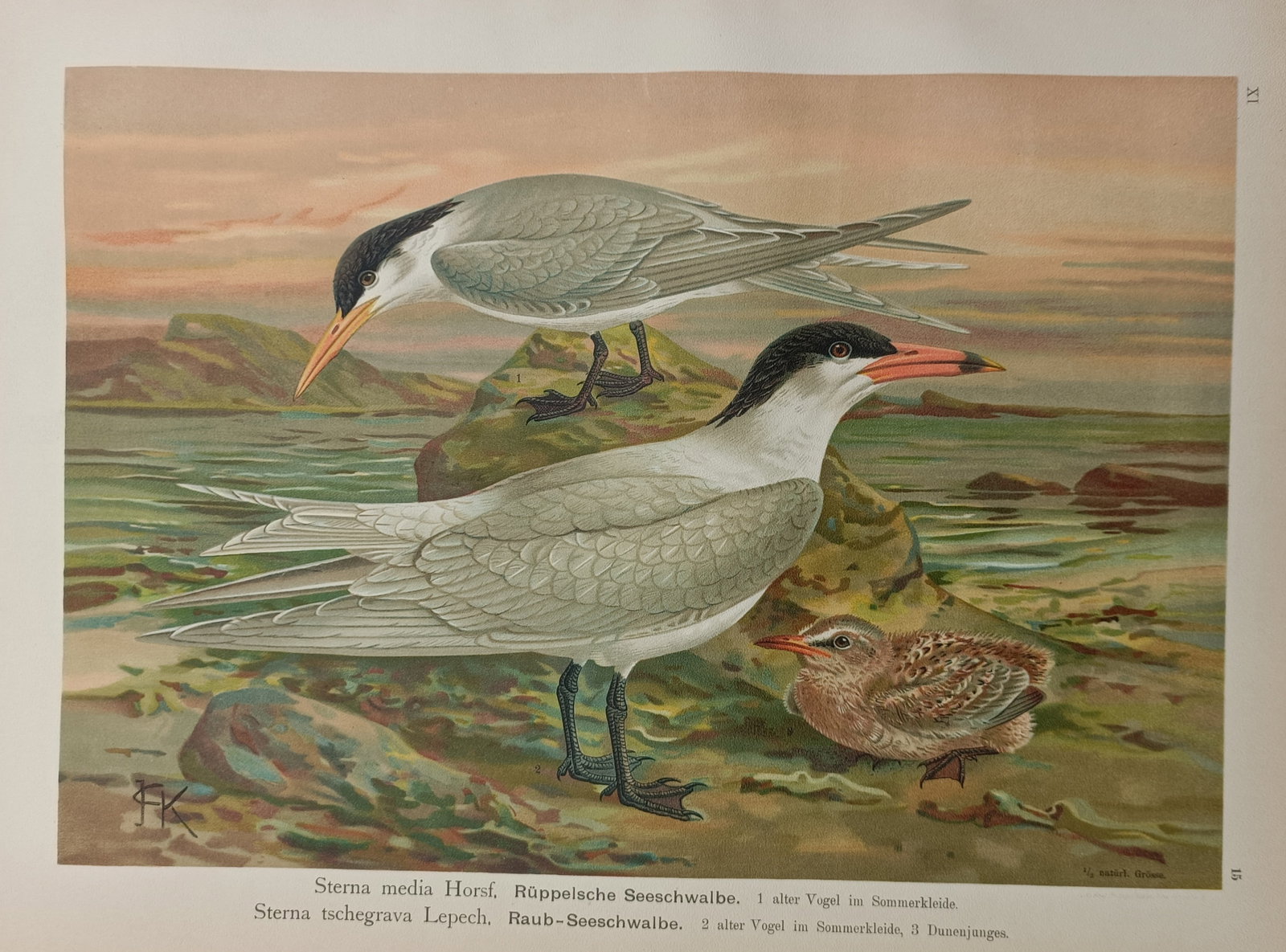 Johann Friedrich Naumann – Ornithological Study of Lesser Crested and Caspian Terns (1 of 2)