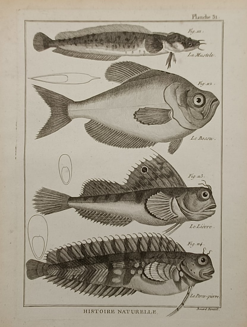 Robert Bénard (1734 – 1777) – Ichthyology Studies of Various Fish Species – Engraving (1788) (1 of 2)