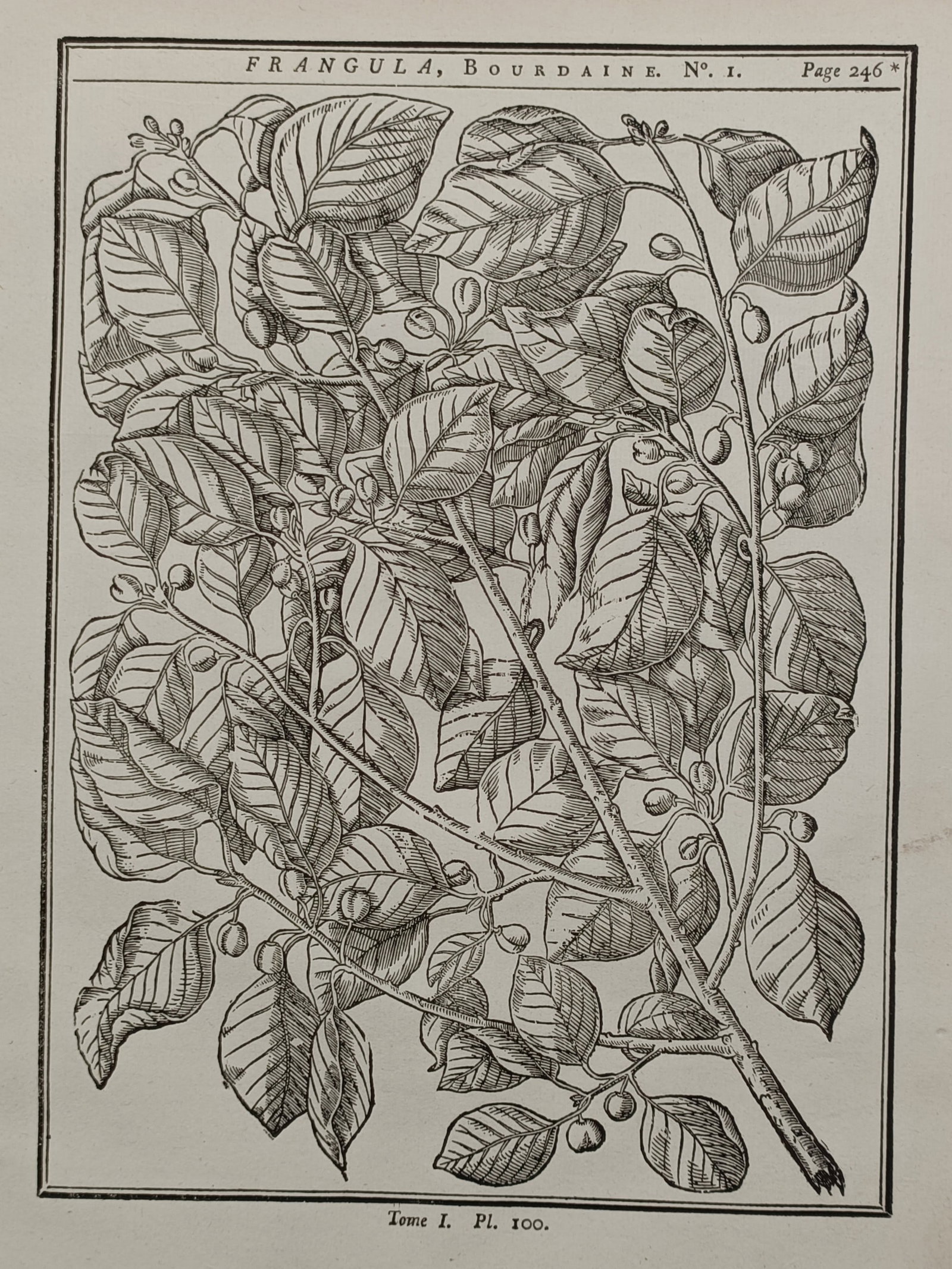 Henri-Louis Duhamel du Monceau – Botanical Study of Frangula Alder Buckthorn – Engraving (1755): Frangula Bourdaine The print features a scientific botanical study illustrating a dense branch of a Frangula plant, commonly known as alder buckthorn. The composition details a woody stem system beari