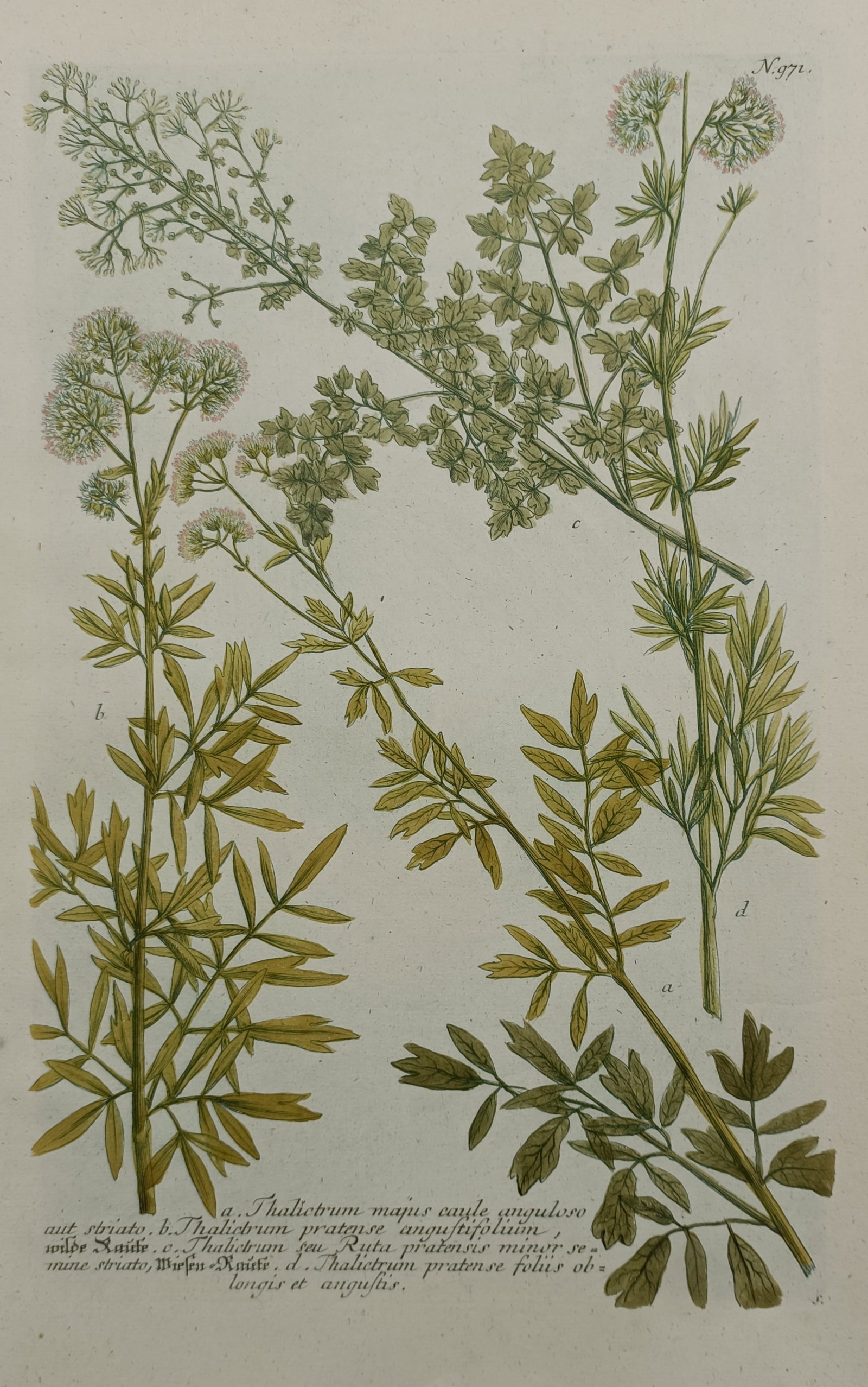 Johann Wilhelm Weinmann – Botanical Study of Thalictrum Meadow Rue Species (1 of 2)