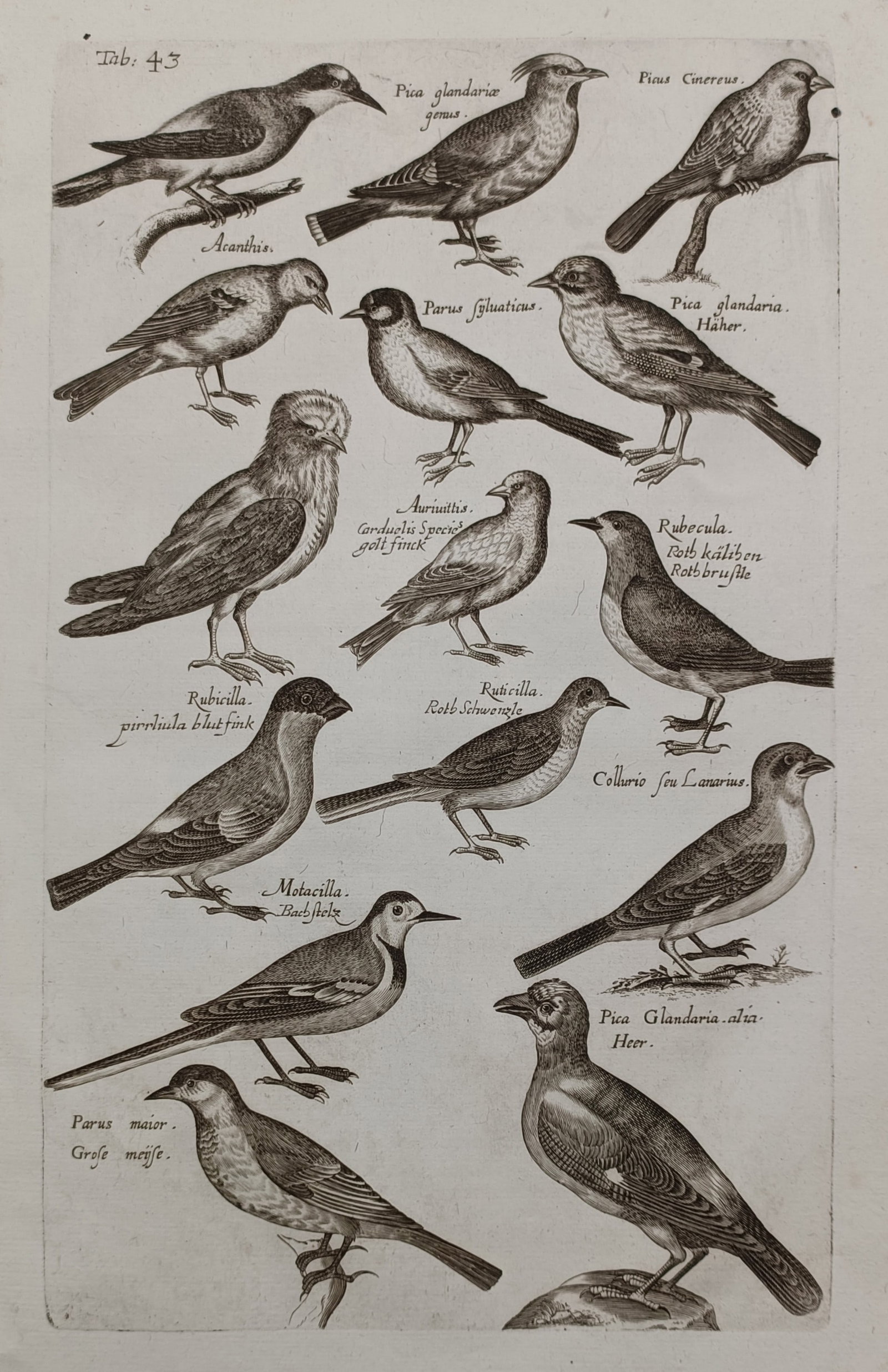John Jonston (1603 – 1675) – Natural History Study of Various Bird Species – Engraving (1650): Pica Glandaria Acanthis Parus Sylvaticus Rubecula Motacilla Collurio The print features a scientific natural history survey detailing numerous species of birds arranged vertically across the compositi