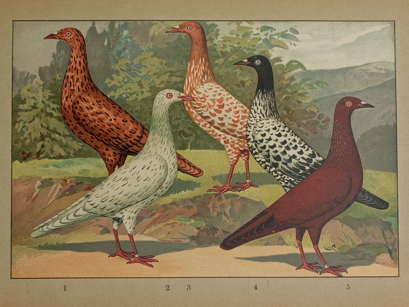 Emil Schachtzabel – Ornithological Study of Pigeon Breeds – Chromolithograph (1895) (1 of 2)