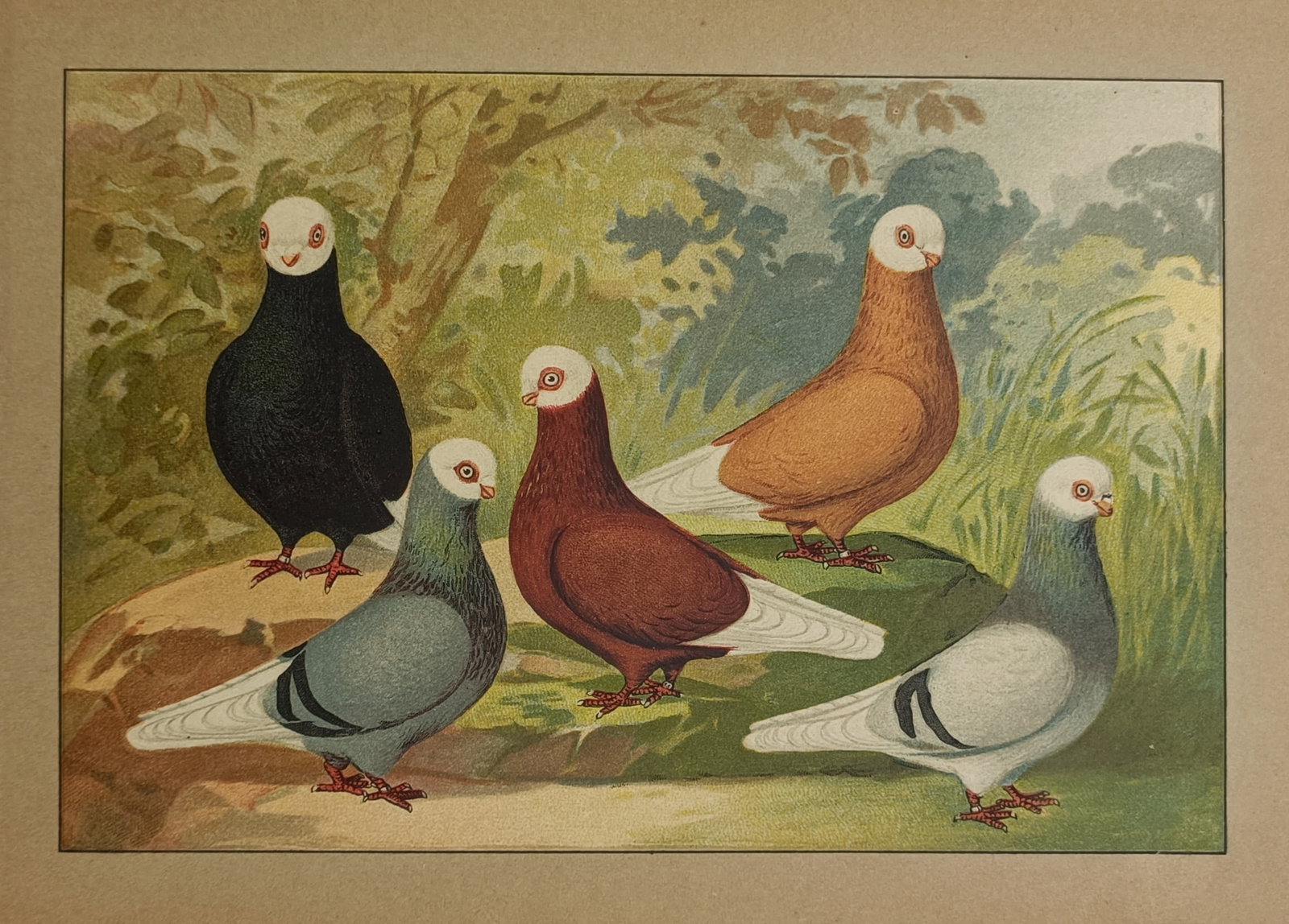 Emil Schachtzabel – Ornithological Study of Fancy Pigeon Varieties – Chromolithograph (1895) (1 of 2)