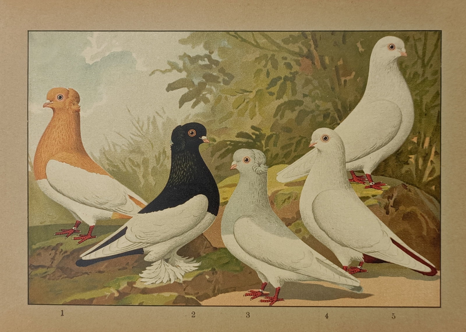 Emil Schachtzabel – Ornithological Study of Crested and Muff-Legged Pigeon Breeds (1 of 2)