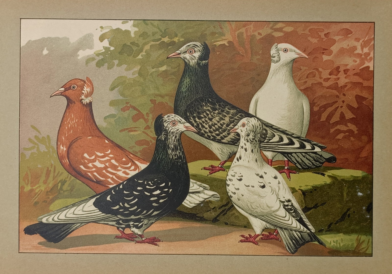 Emil Schachtzabel – Ornithological Study of Mottled and Crested Pigeon Breeds – Chromolithograph: Illustriertes Prachtwerk Samtlicher Tauben Rassen The print features an ornithological study illustrating five distinct varieties of domestic fancy pigeons. The birds are arranged within a natural set