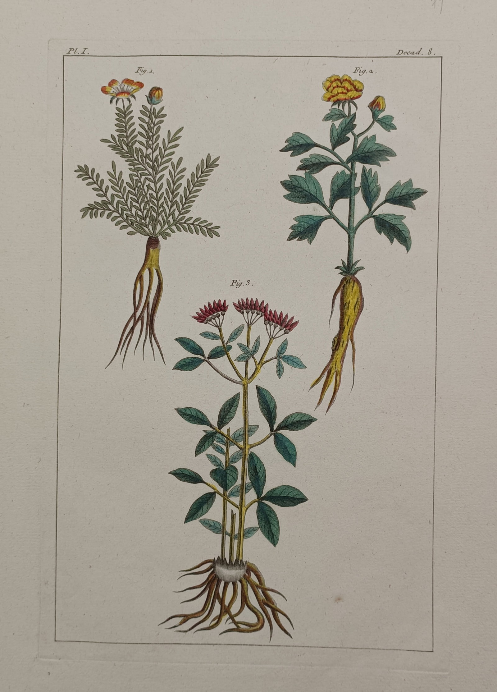 Pierre-Joseph Buc'hoz – Botanical Study of Medicinal Roots and Flowers (1 of 2)
