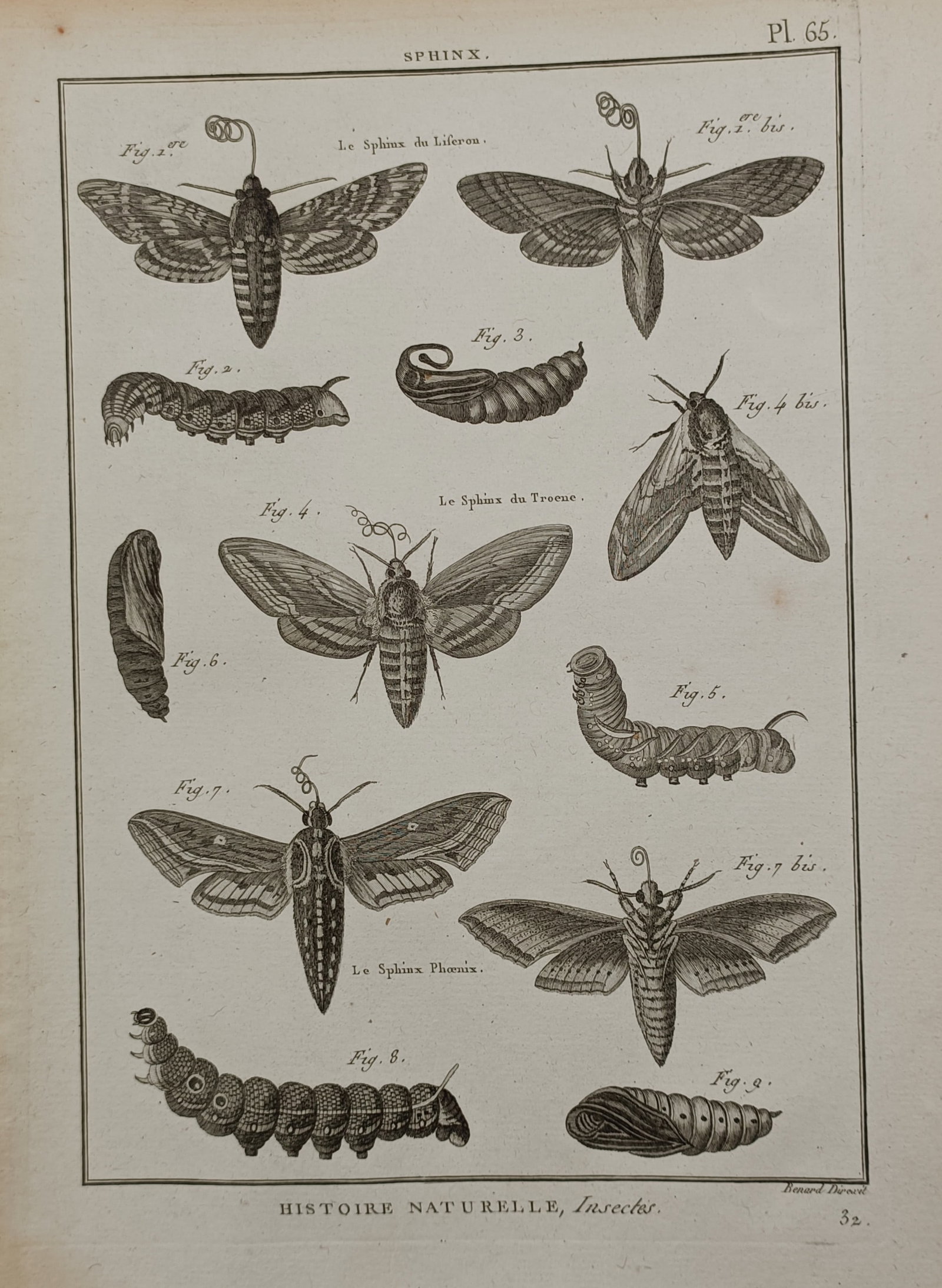 Robert Bénard (1734 – 1777) – Entomological Survey of Sphinx Hawk Moth Lifecycle Stages (1 of 2)