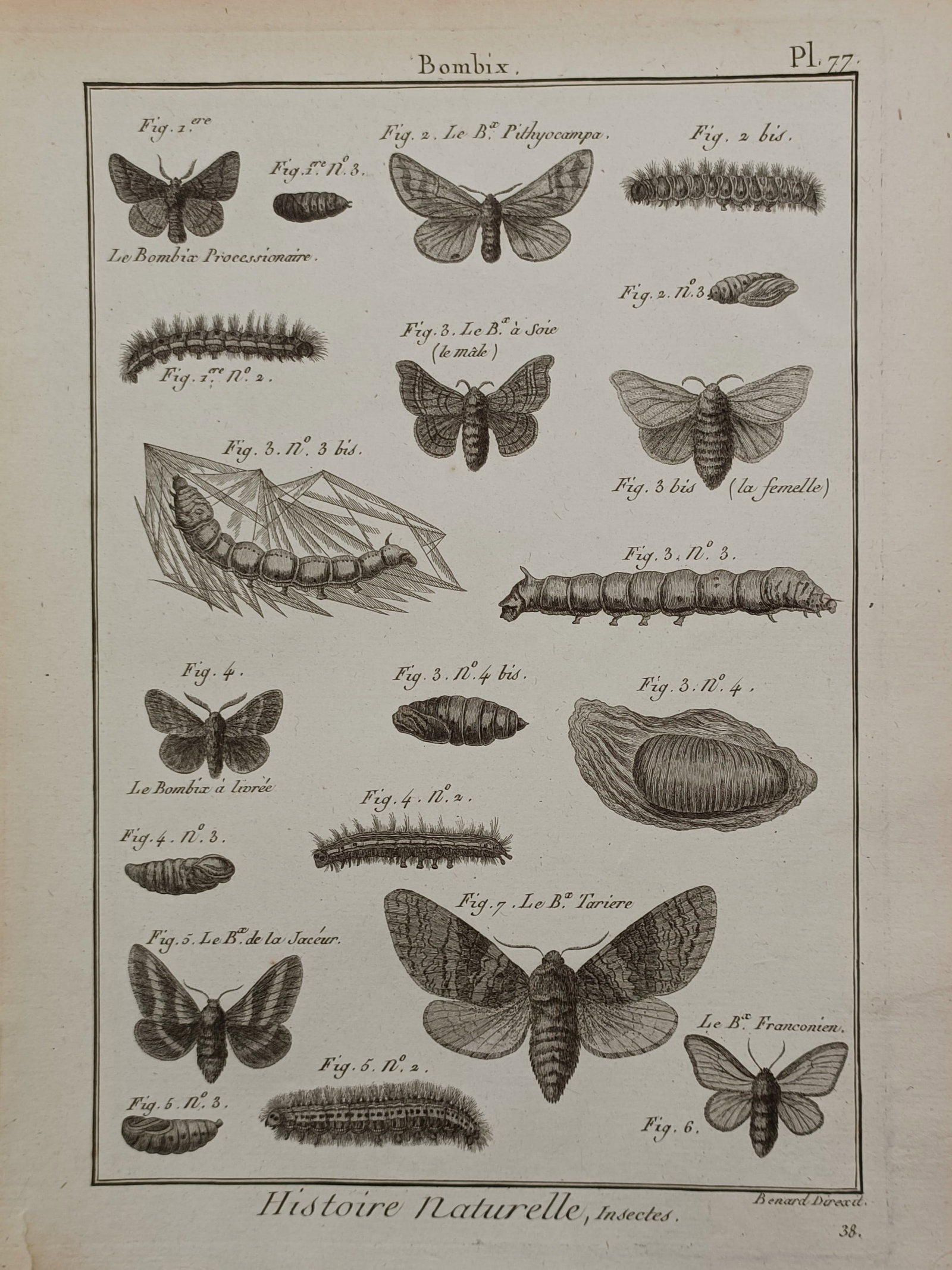 Robert Benard (1734 – 1777) – Entomological Survey of Bombix Moth Lifecycle Stages – Engraving (1 of 2)