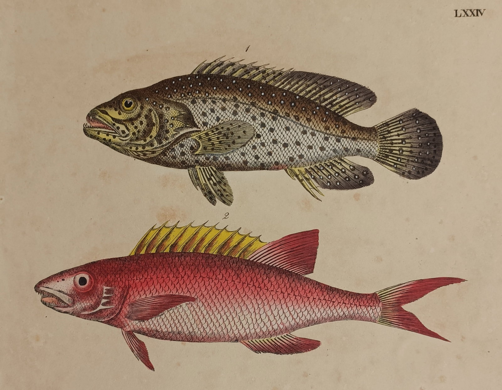 Friedrich Justin Bertuch – Ichthyological Study of Scorpianfish and Avian Variations (1 of 2)