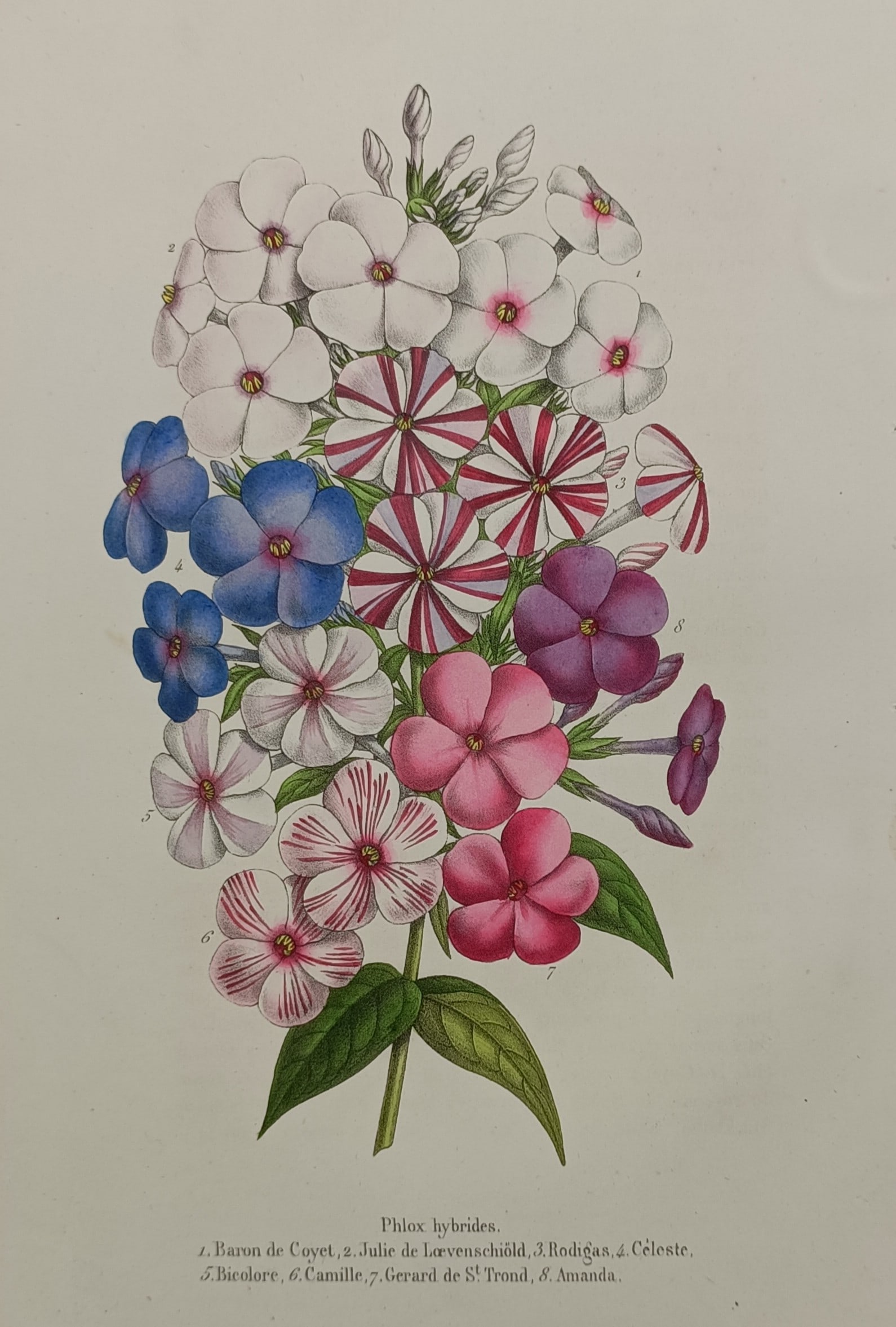Alexandre Lagarde – Botanical Study of Hybrid Phlox Varieties – Chromolithograph (1870) (1 of 2)