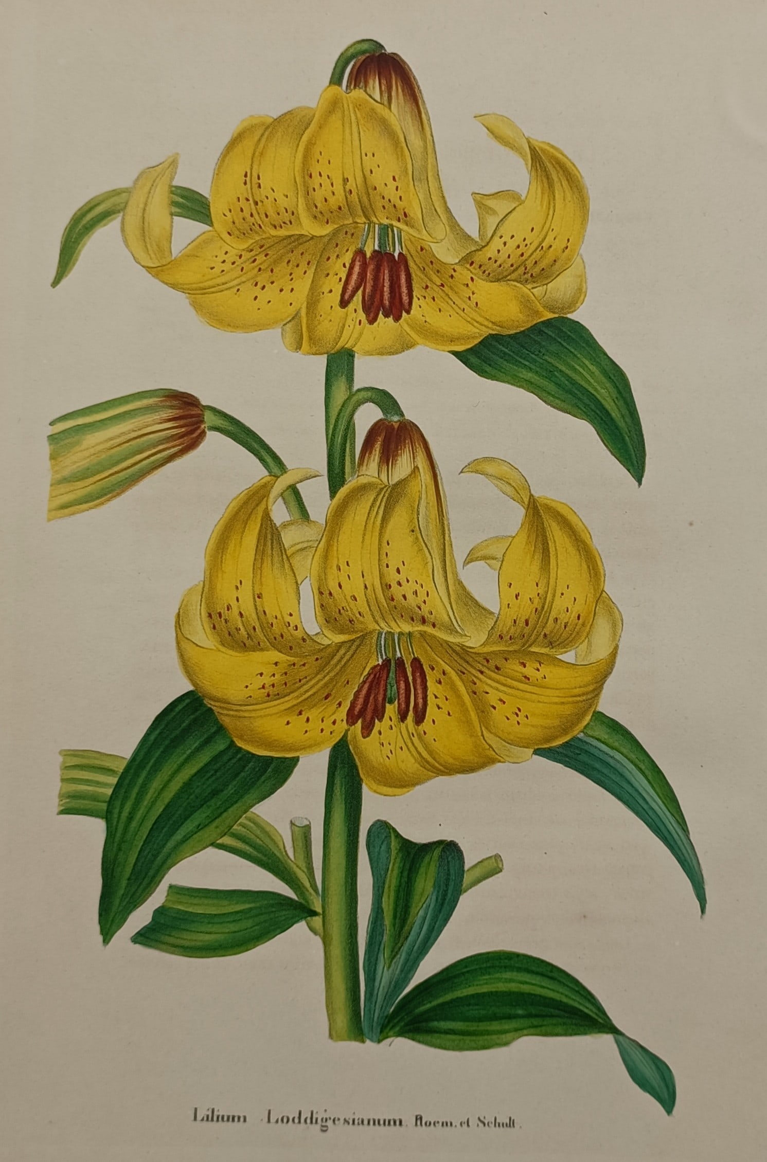 Alexandre Lagarde – Botanical Study of Lilium Loddigesianum – Chromolithograph (1870) (1 of 2)