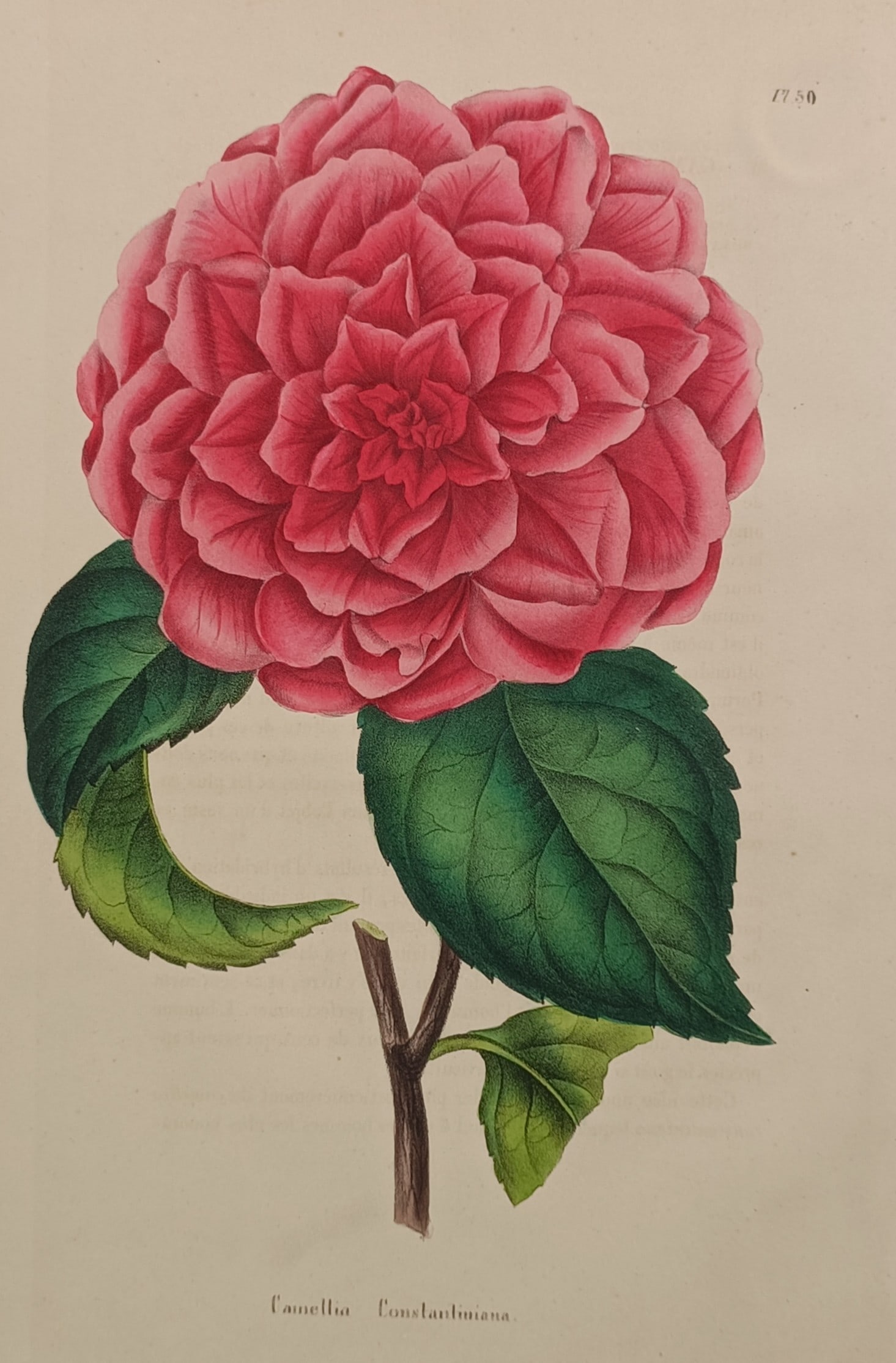 Alexandre Lagarde – Botanical Study of Camellia Constantiniana – Chromolithograph (1870) (1 of 2)