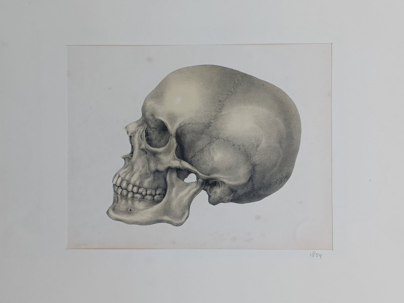 Wilhelm von Henke (1831 – 1896) – Anatomical Study of a Human Skull in Profile – Lithograph: "Handbuch der Anatomie des Menschen" The print features a detailed anatomical study illustrating a human skull shown in a lateral profile view. The composition highlights the structural contours of th