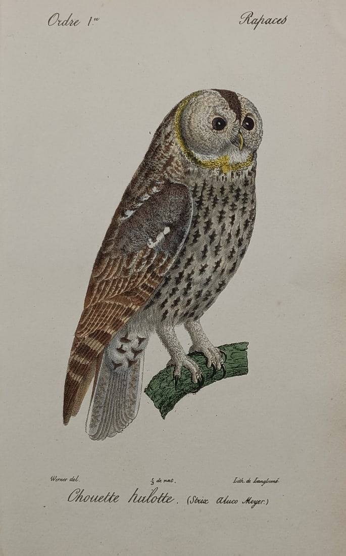 Jean Werner – Ornithological Study of a Tawny Owl – Hand-coloured lithograph (1828): "Chouette Hulotte" The print features a scientific natural history study illustrating a tawny owl perched upright on a small mossy green branch structure. The composition displays the bird in full pro