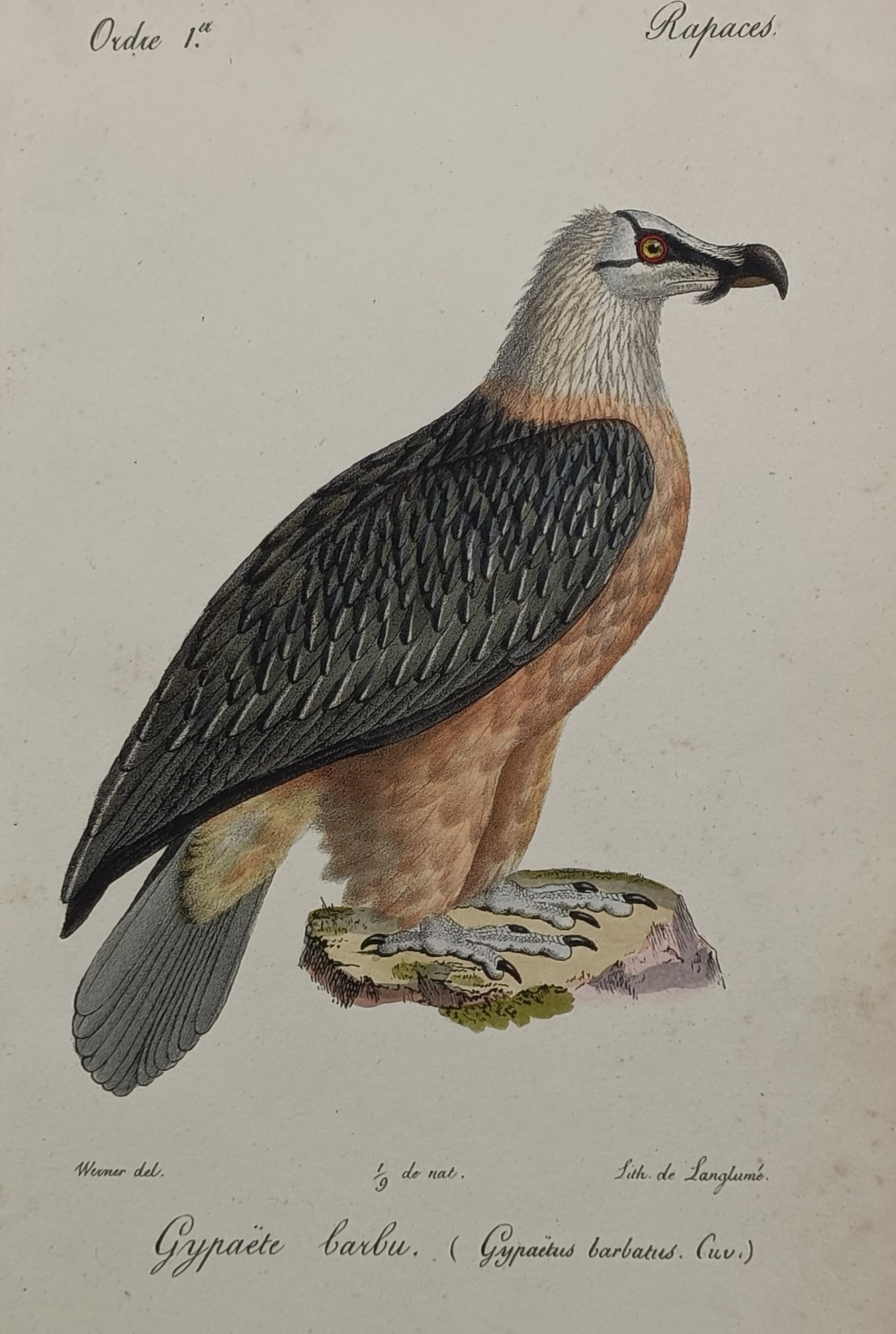 Jean Werner – Ornithological Study of a Bearded Vulture – Hand-coloured lithograph (1828): "Gypaete Barbu" The print features a scientific natural history study illustrating a bearded vulture, also known as a lammergeier, perched on a small rocky moss-covered outcrop. The composition displa