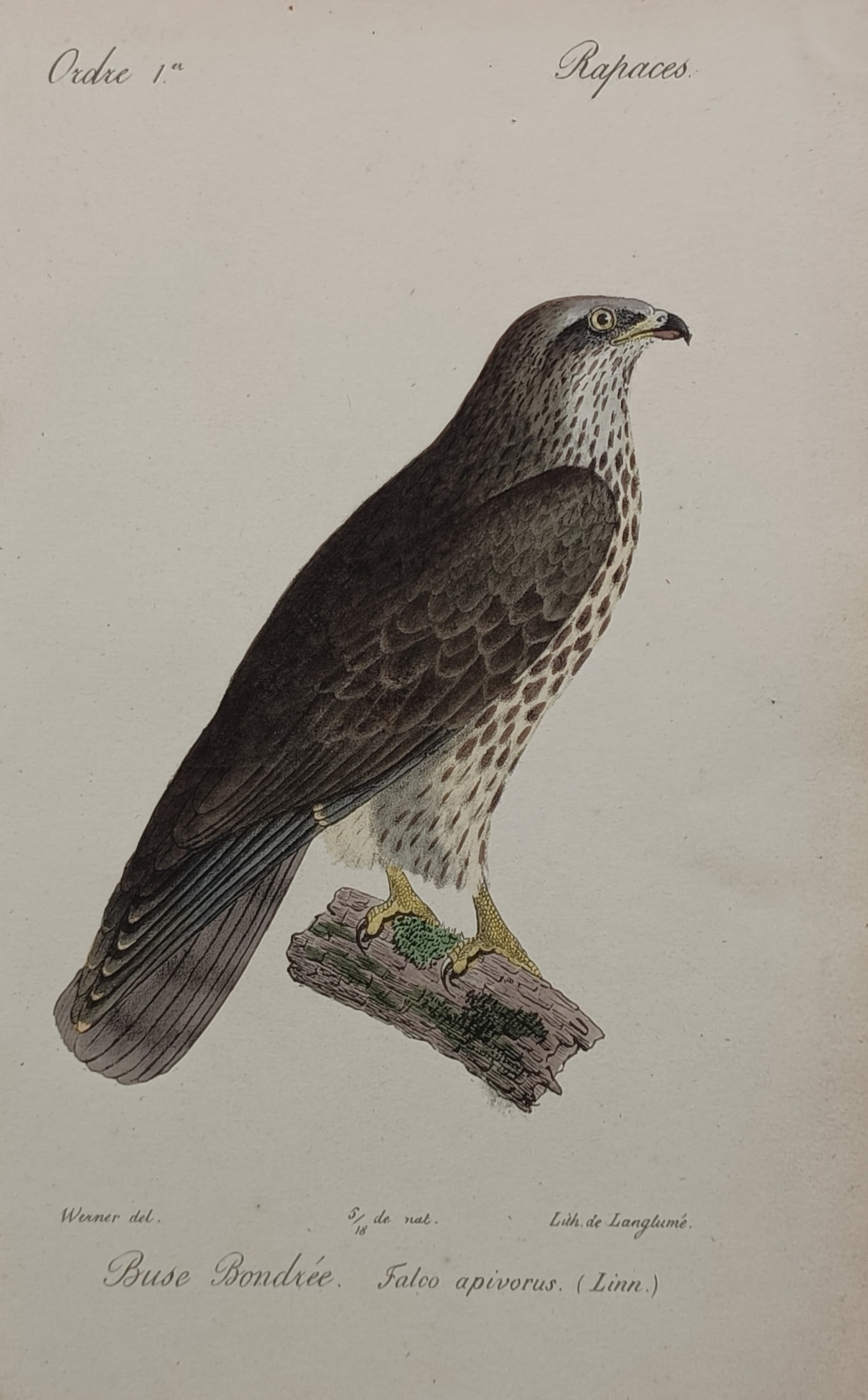 Jean Werner – Ornithological Study of a European Honey Buzzard – Hand-coloured lithograph (1828): "Buse Bondree" The print features a scientific natural history study illustrating a European honey buzzard perched on a moss-covered log section. The composition displays the bird of prey in full prof