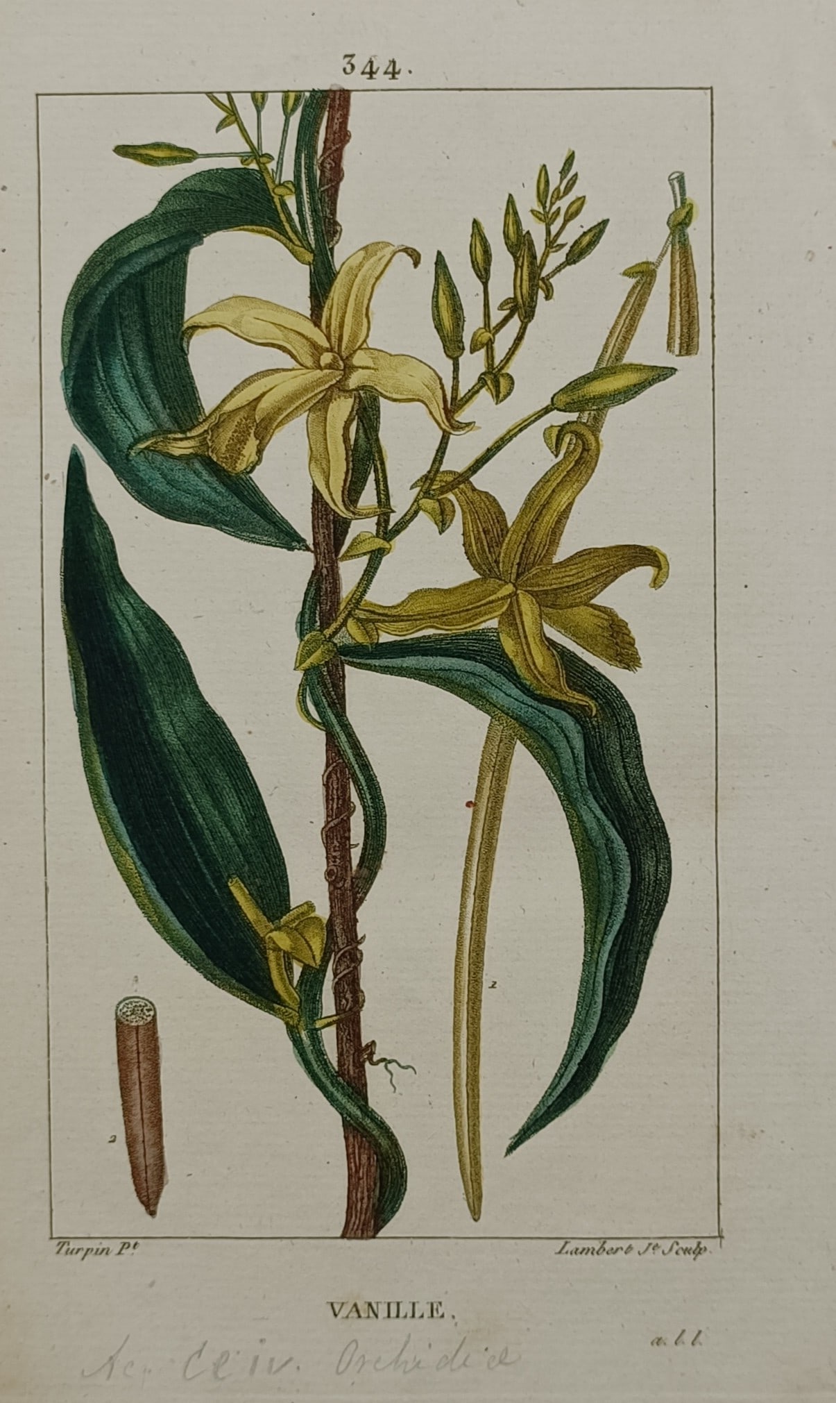 Pierre Jean Francois Turpin – Botanical Study of the Vanilla Orchid Vine: "Vanille" The print features a scientific botanical study illustrating the climbing vine structure of a vanilla orchid plant. The composition details a twisting stem climbing a central wooden support,