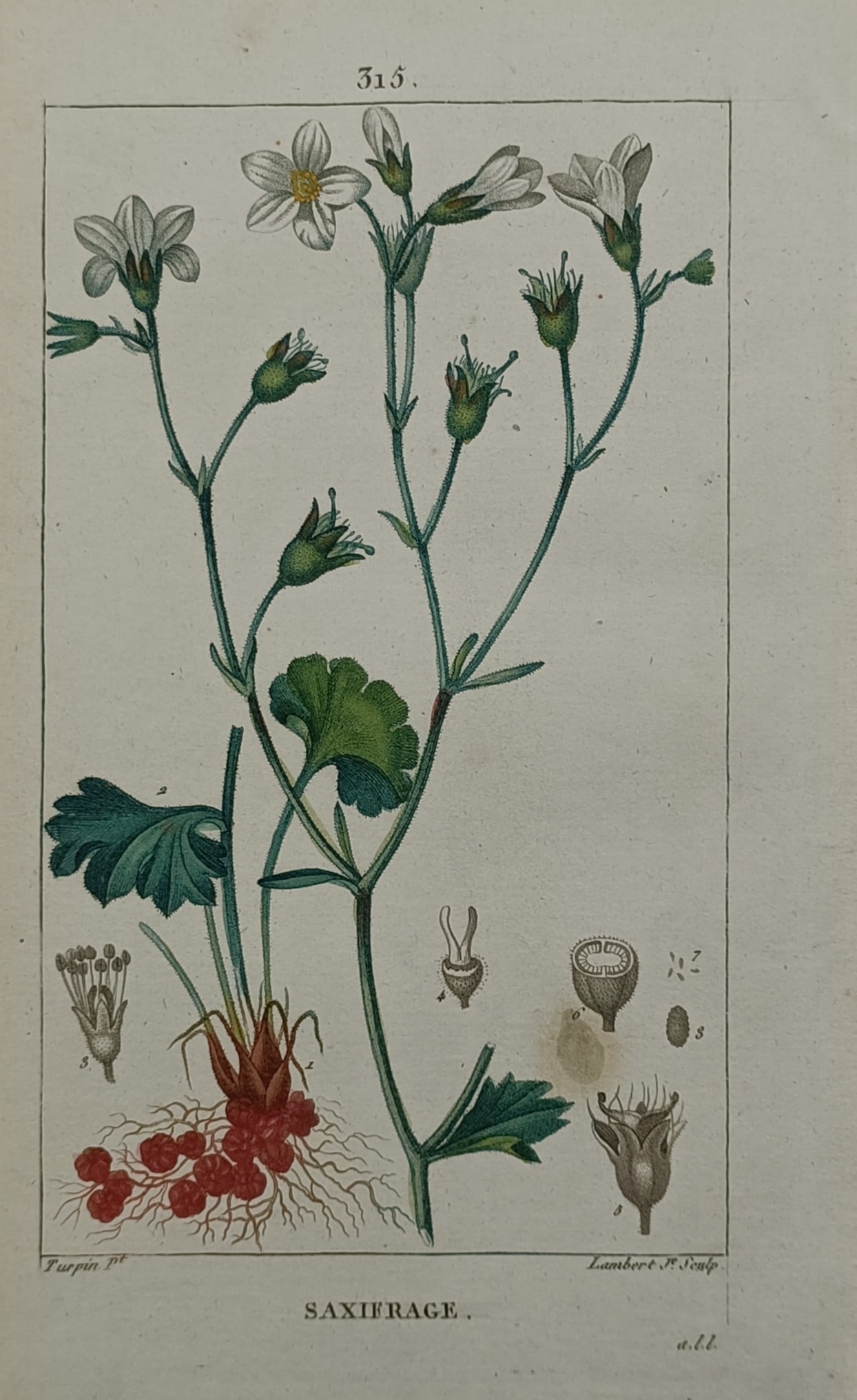 Pierre Jean Francois Turpin – Botanical Study of the Saxifrage Plant: "Saxifrage" The print features a scientific botanical study illustrating the complete anatomical structure of a saxifrage plant. The composition details slender branching stems bearing small white fiv