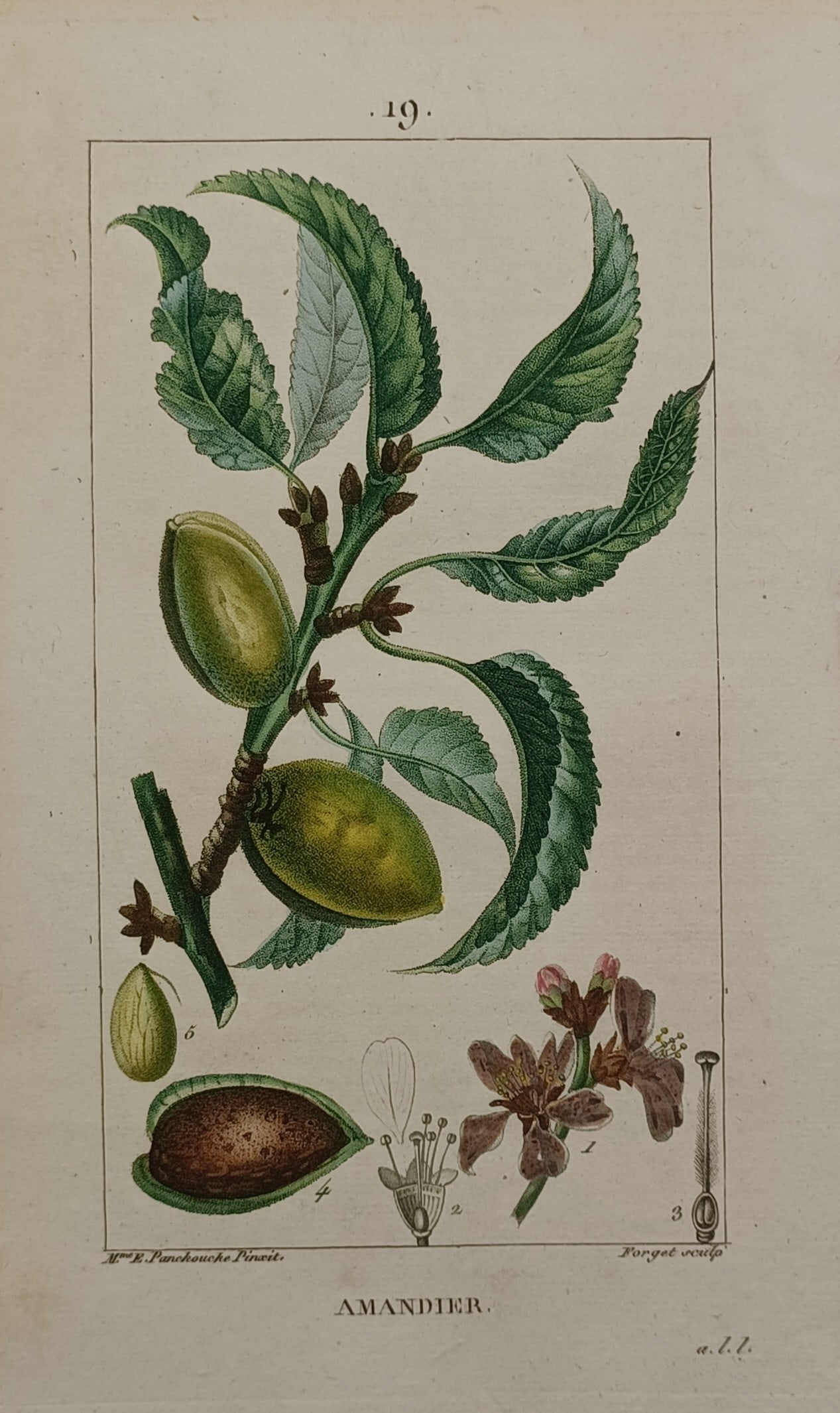 Pierre Jean Francois Turpin – Botanical Study of the Almond Tree – Hand-coloured copper: "Amandier" The print features a scientific botanical study illustrating the fruiting and flowering branches of an almond tree. The composition details a woody stem bearing serrated green leaves, immat