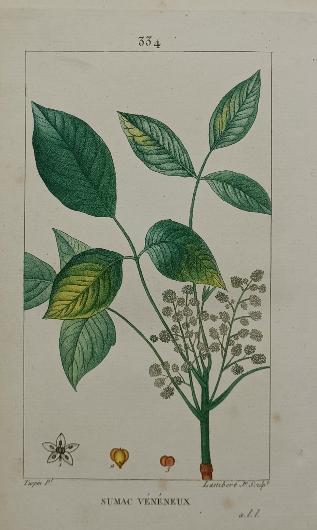 Pierre Jean Francois Turpin – Botanical Study of the Poison Sumac Plant: "Sumac Veneneux" The print features a scientific botanical study illustrating the foliage and flowering structures of a poison sumac plant. The composition details a woody stem branching into compound