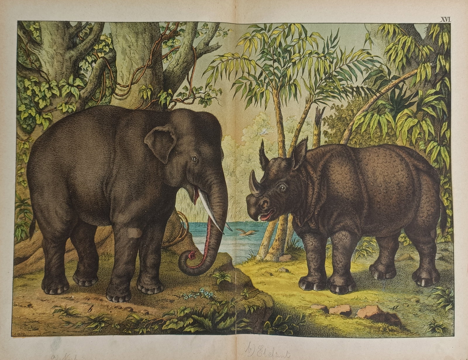 Gotthilf Heinrich von Schubert – Zoological Study of an Asian Elephant and Rhinoceros (1 of 2)
