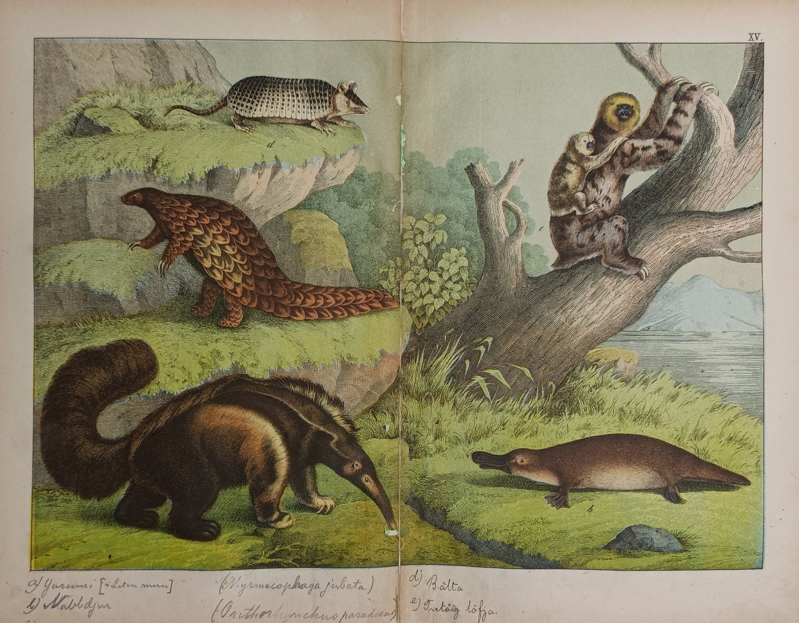 Gotthilf Heinrich von Schubert – Zoological Study of Exotic Mammals and Monotremes (1 of 2)