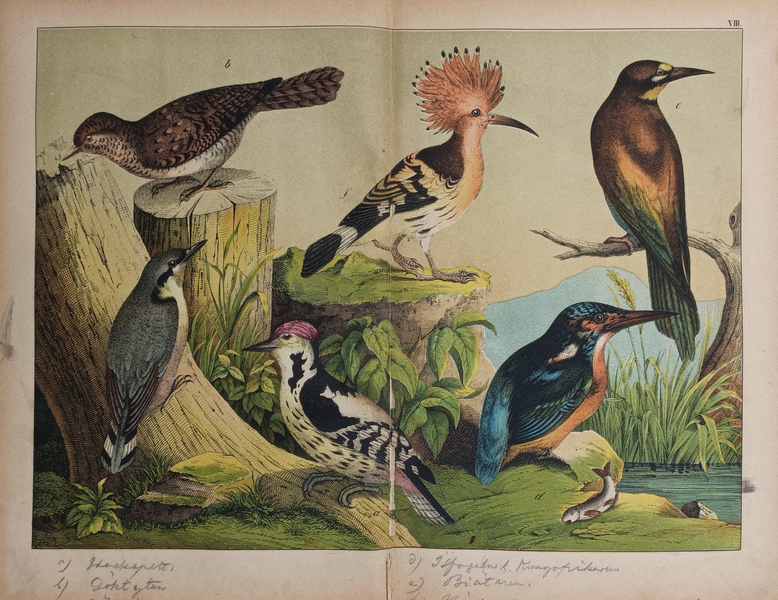 Gotthilf Heinrich von Schubert – Ornithological Study of European and Exotic Birds: "Naturgeschichte des Tierreichs" The print features a scientific natural history study illustrating a diverse group of distinct bird species within a continuous wetland and woodland landscape. The com