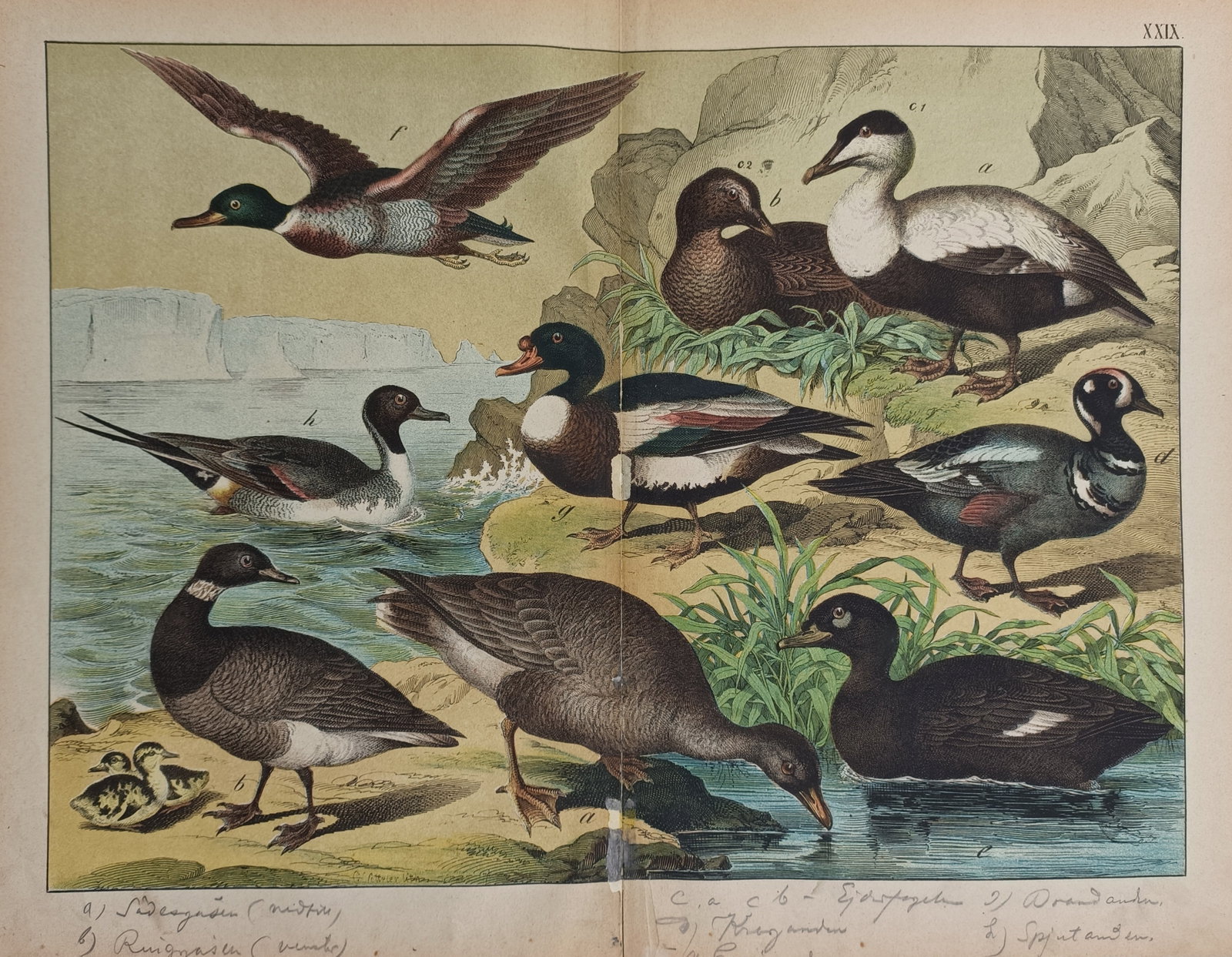 Gotthilf Heinrich von Schubert – Ornithological Study of Waterfowl and Sea Ducks: "Naturgeschichte des Tierreichs" The print features a scientific natural history study illustrating a diverse group of distinct waterfowl and sea duck species within a continuous coastal and wetland l