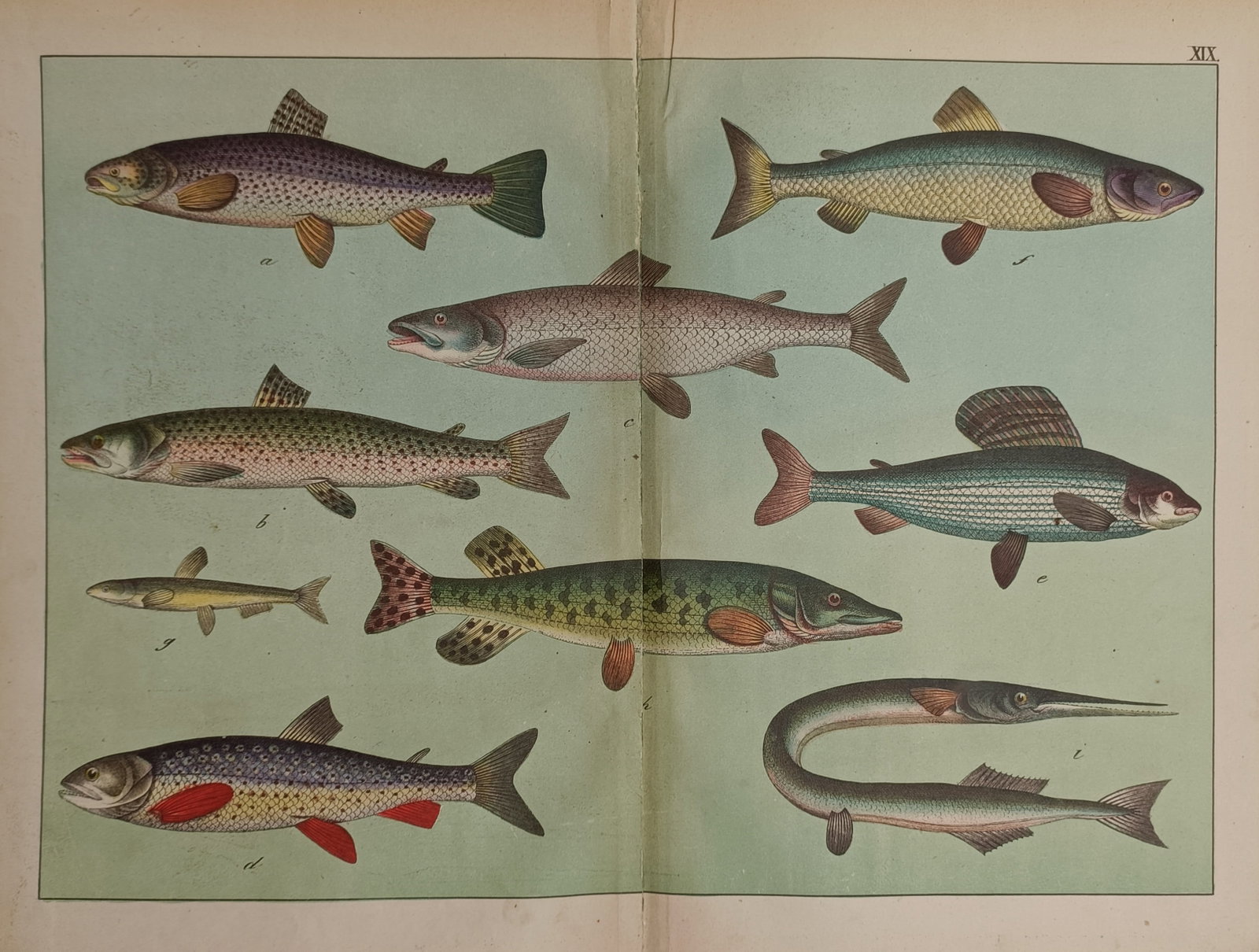 Gotthilf Heinrich von Schubert – Ichthyological Study of Freshwater Fish Species: "Naturgeschichte des Tierreichs" The print features a scientific natural history study illustrating a diverse group of distinct freshwater fish species presented against a unified pale green backgroun
